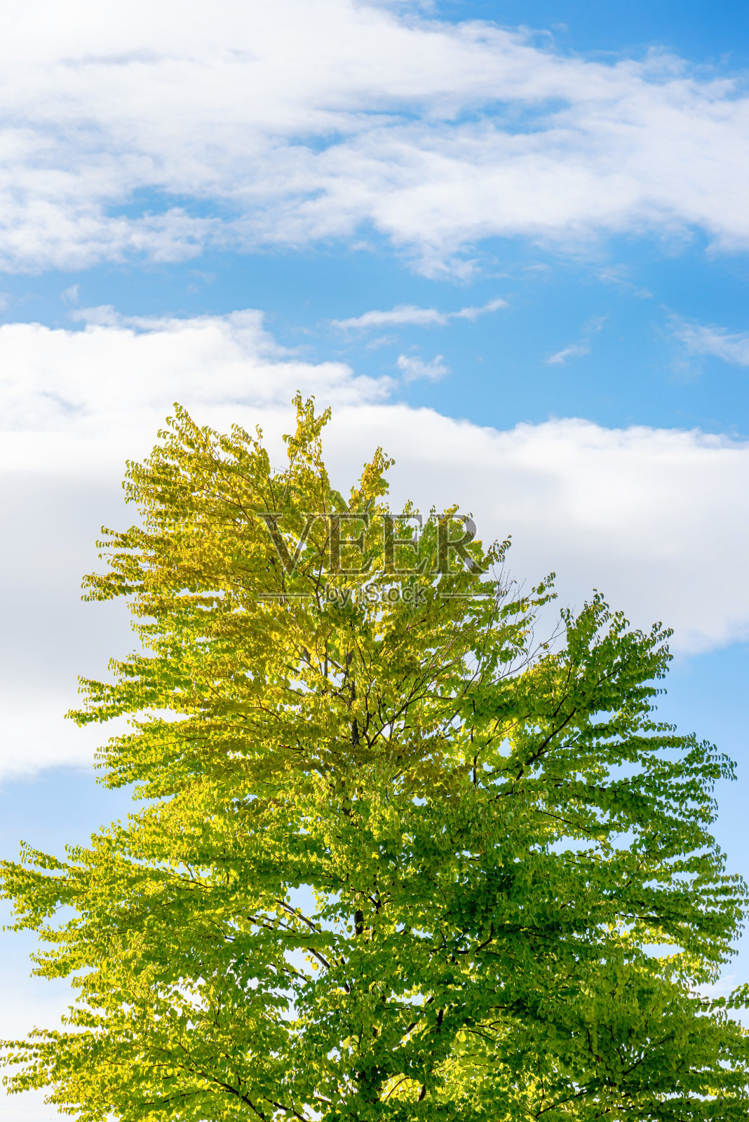 天空和树木照片摄影图片