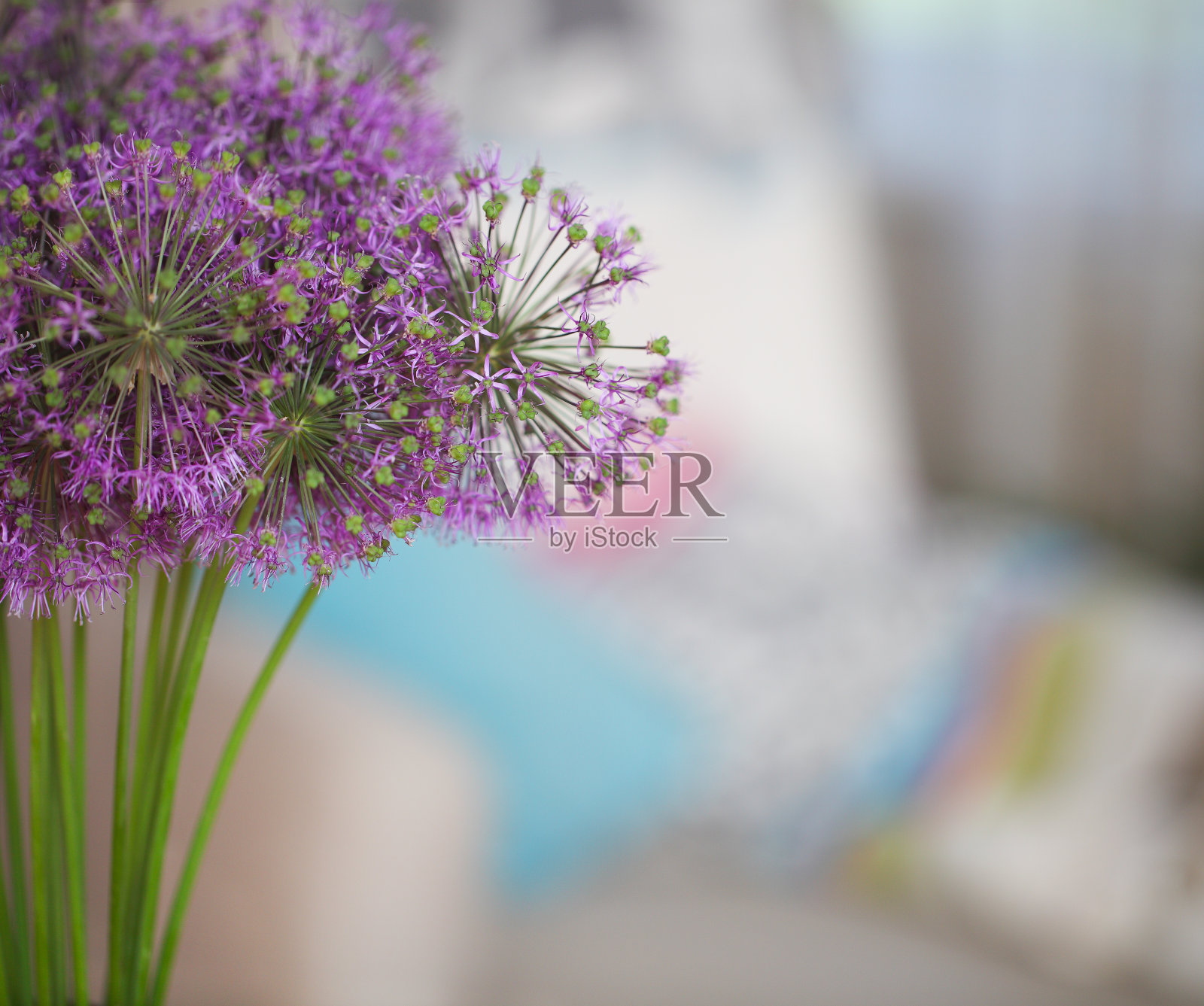 韭菜照片摄影图片