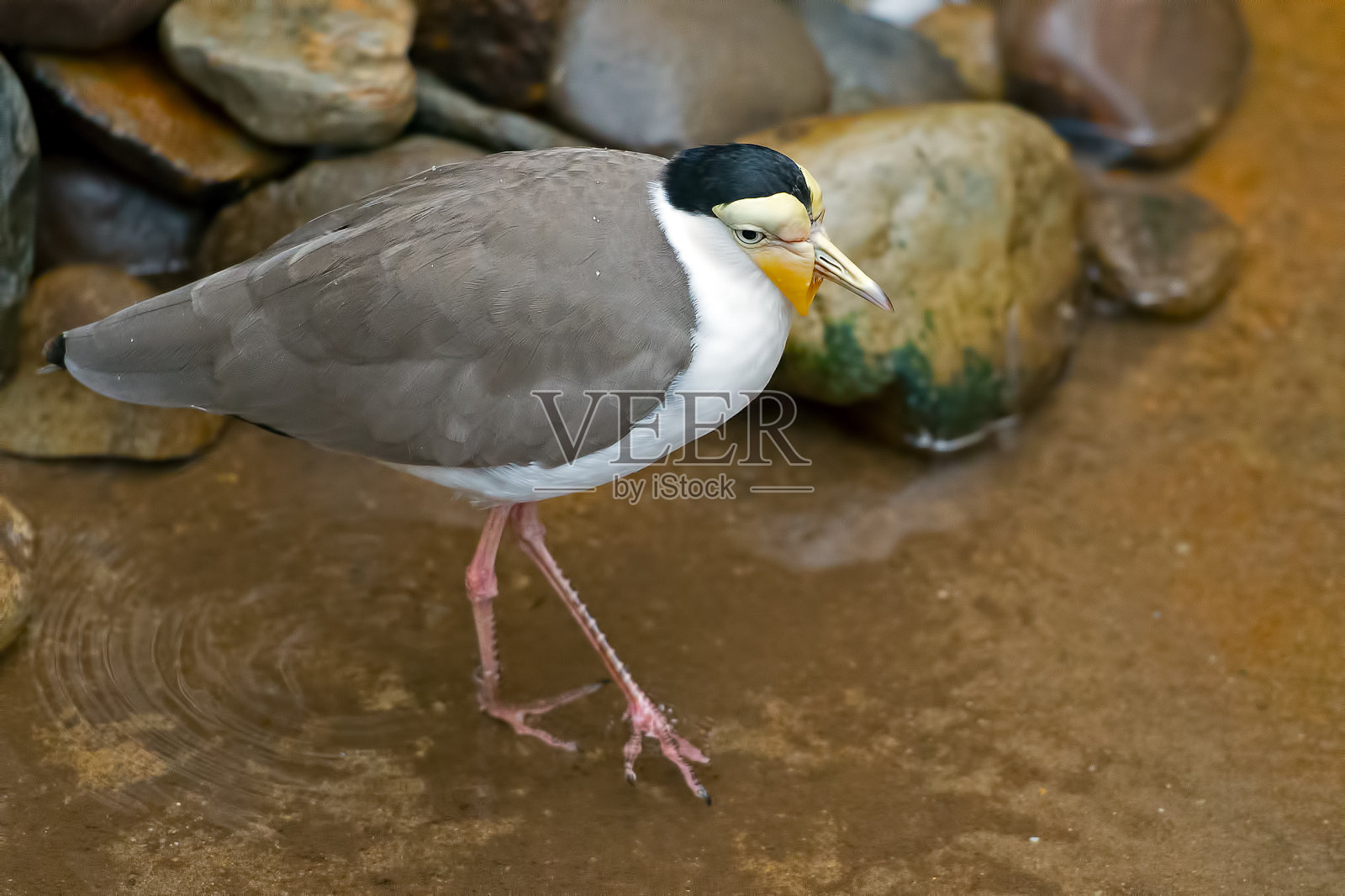 蒙面田凫照片摄影图片
