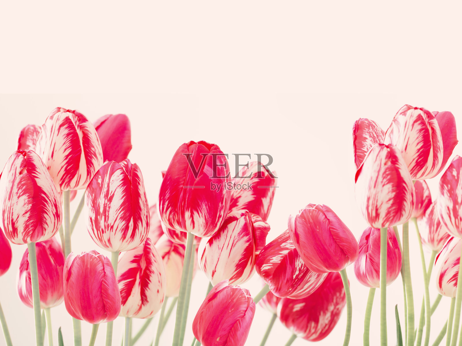 白色背景上的粉色郁金香照片摄影图片