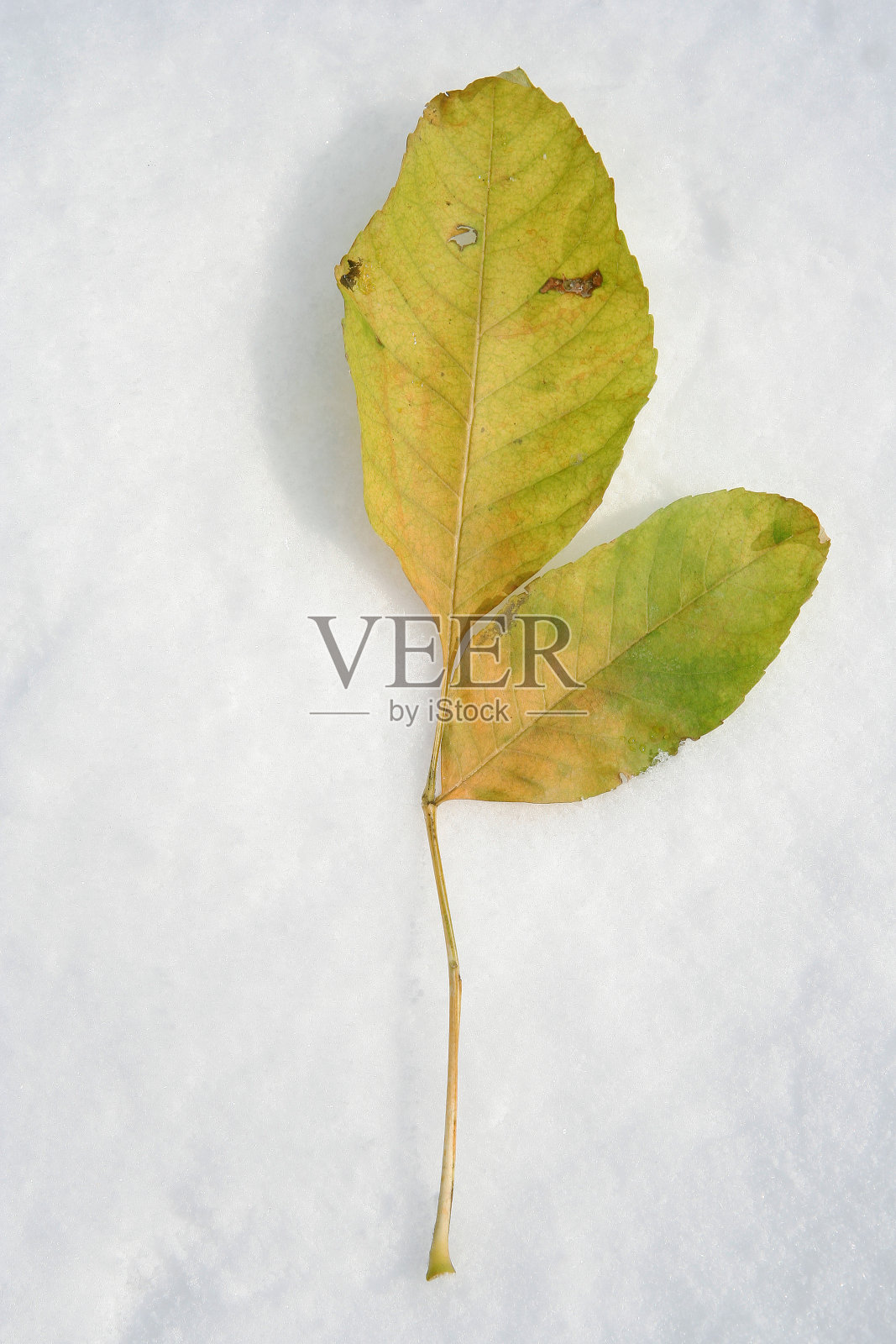 离开雪照片摄影图片