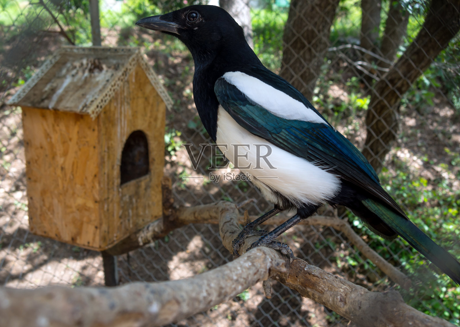 40少校坐在动物园的树枝上照片摄影图片