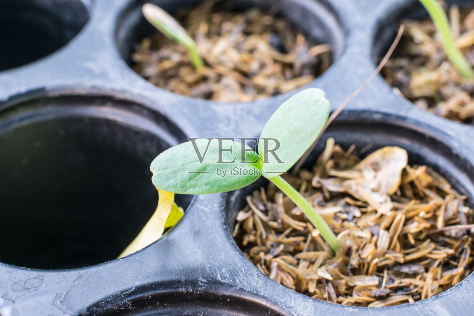新生命植物树苗照片摄影图片