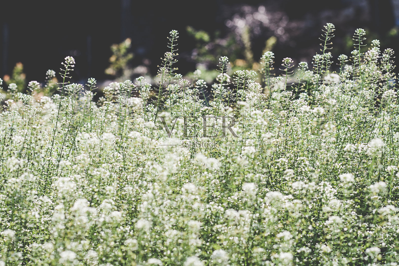 白草地# 2照片摄影图片