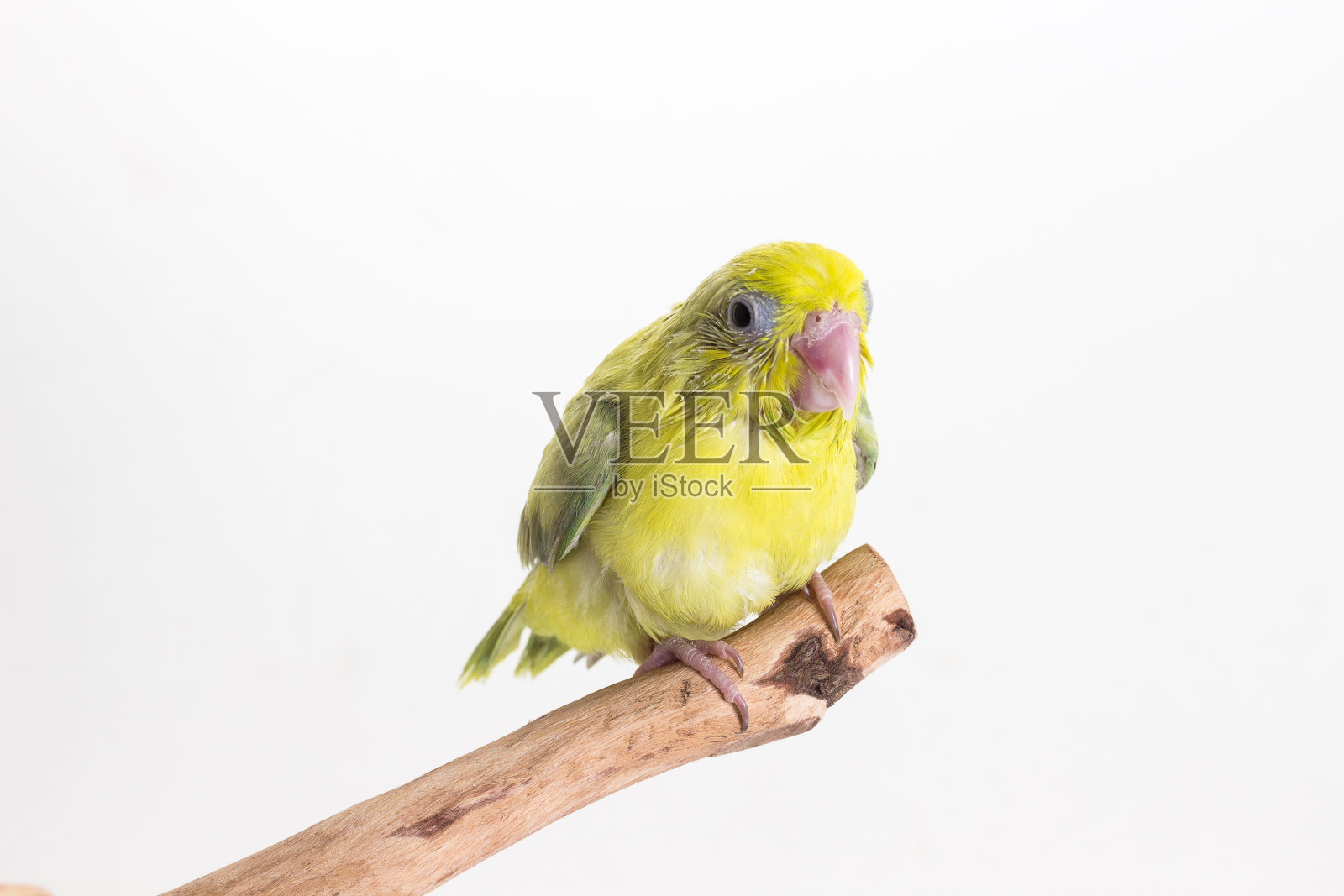 粉绿色福帕斯鸟小鸡照片摄影图片