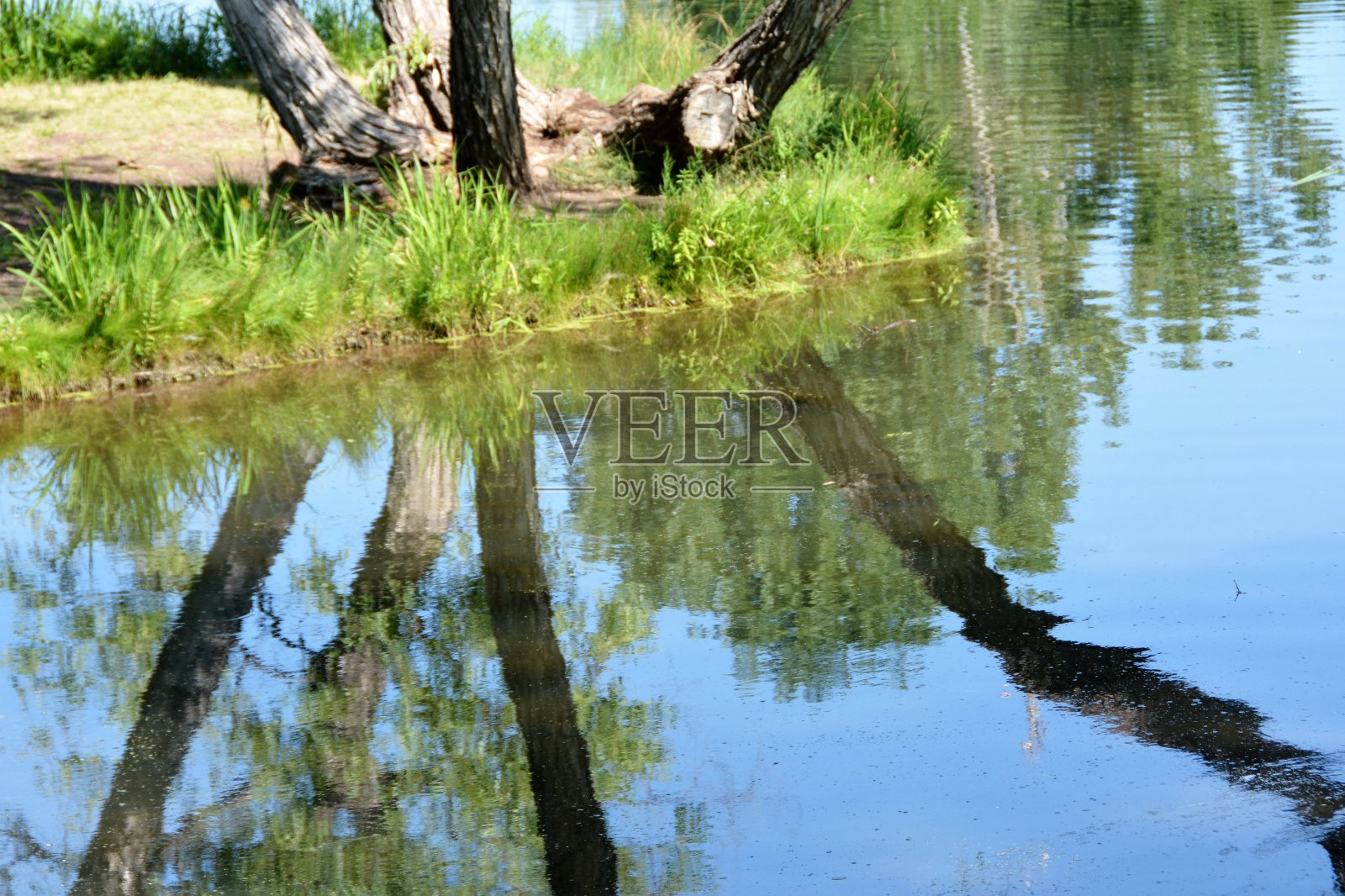 水中树的倒影照片摄影图片