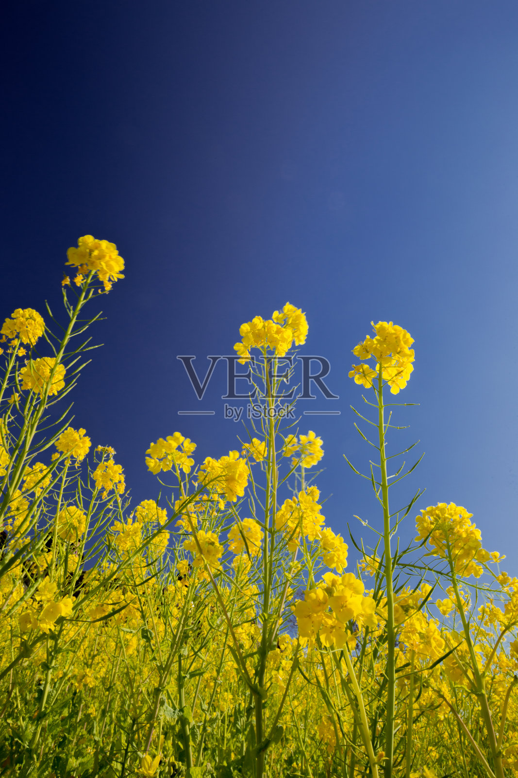 日本的油菜田照片摄影图片