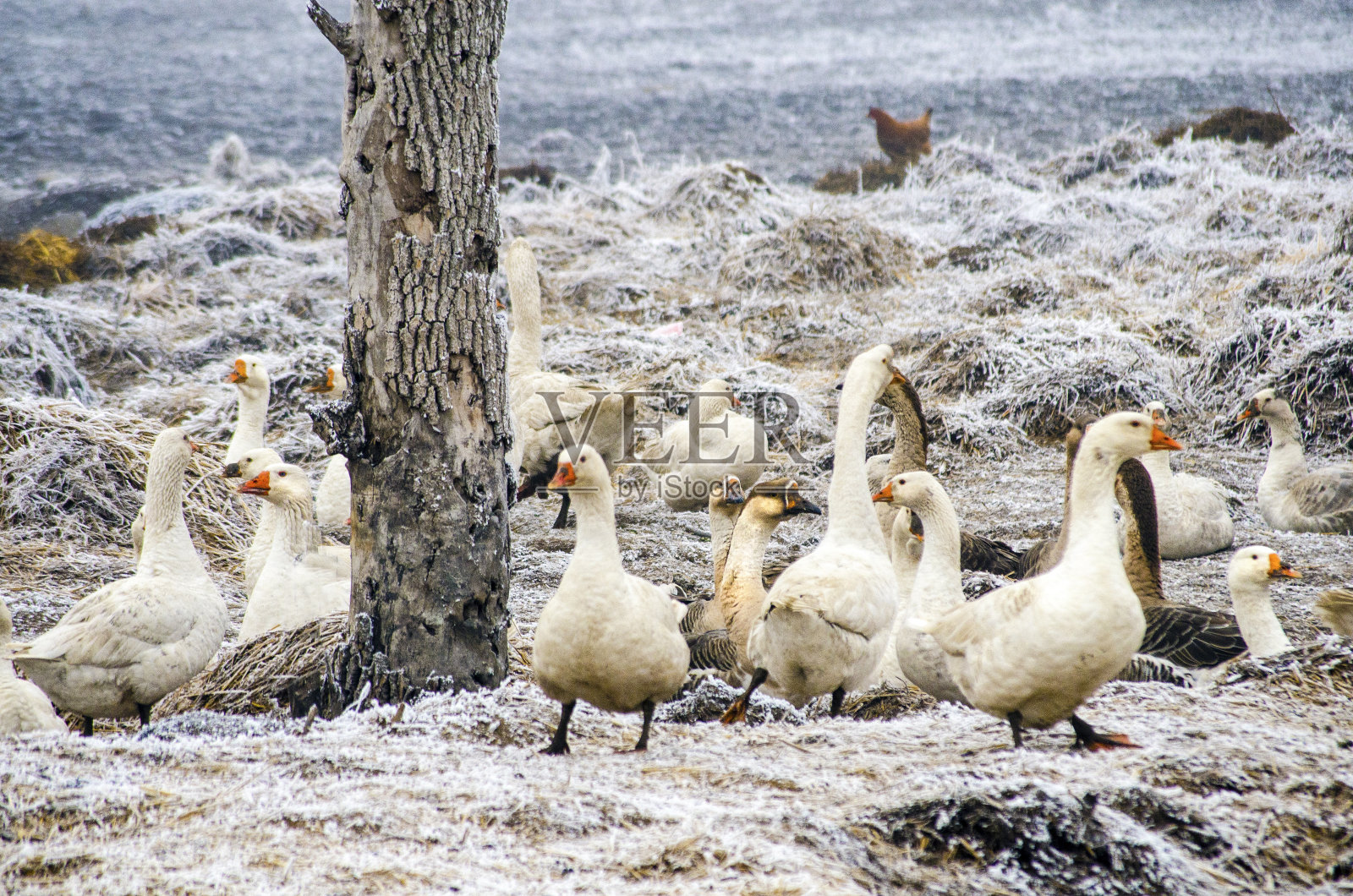 鹅6照片摄影图片