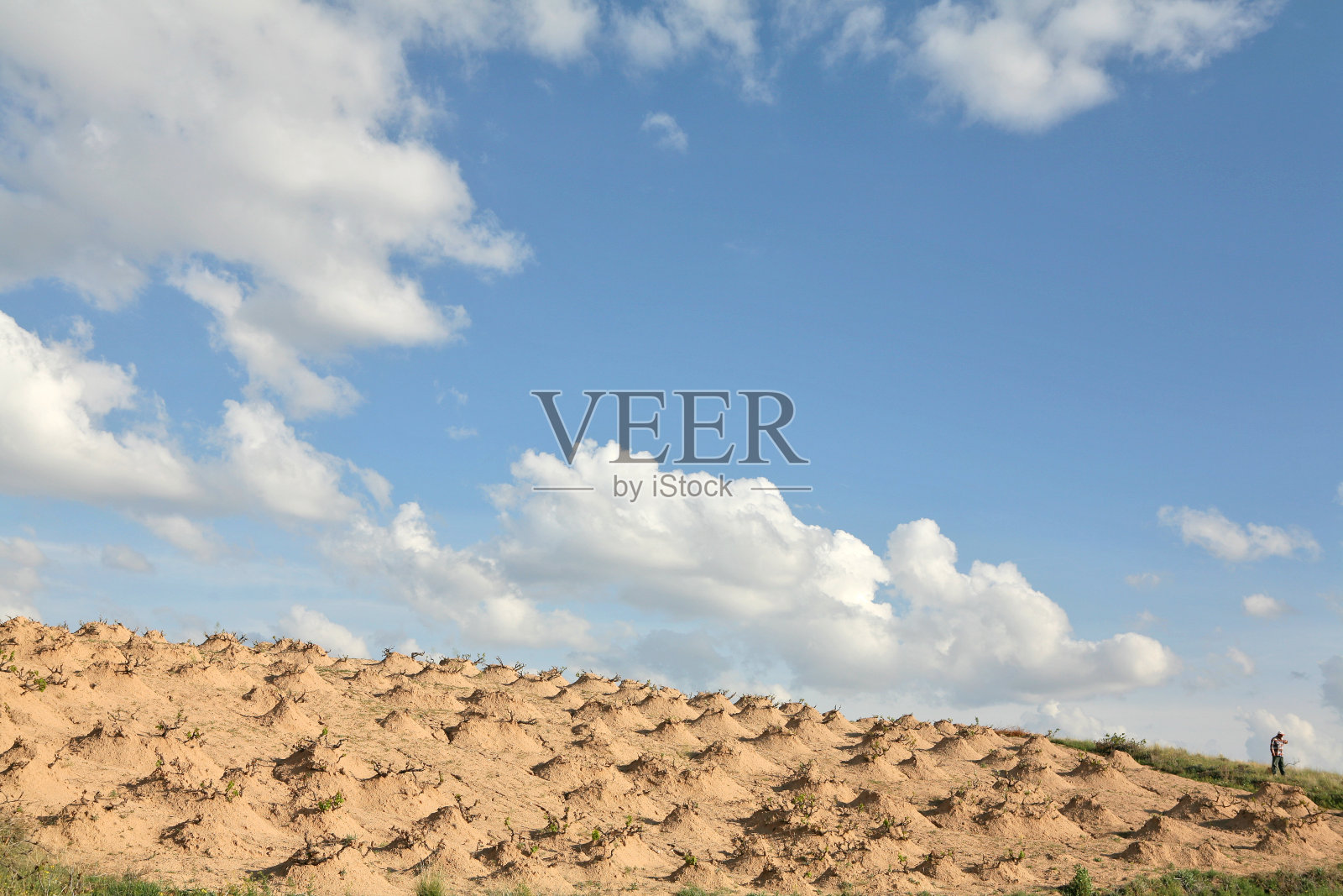 春天的葡萄园照片摄影图片