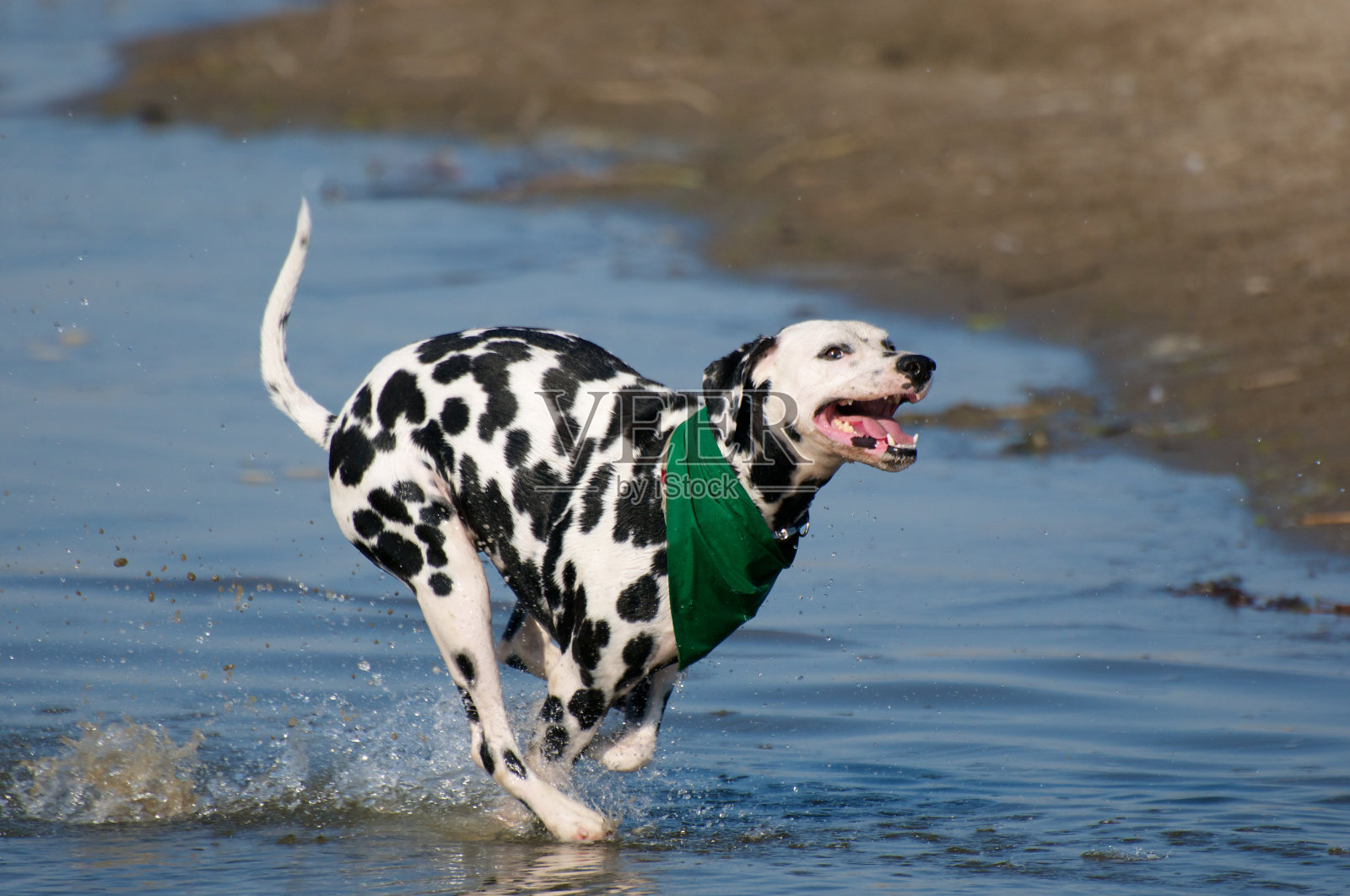 达尔马提亚全速奔跑照片摄影图片