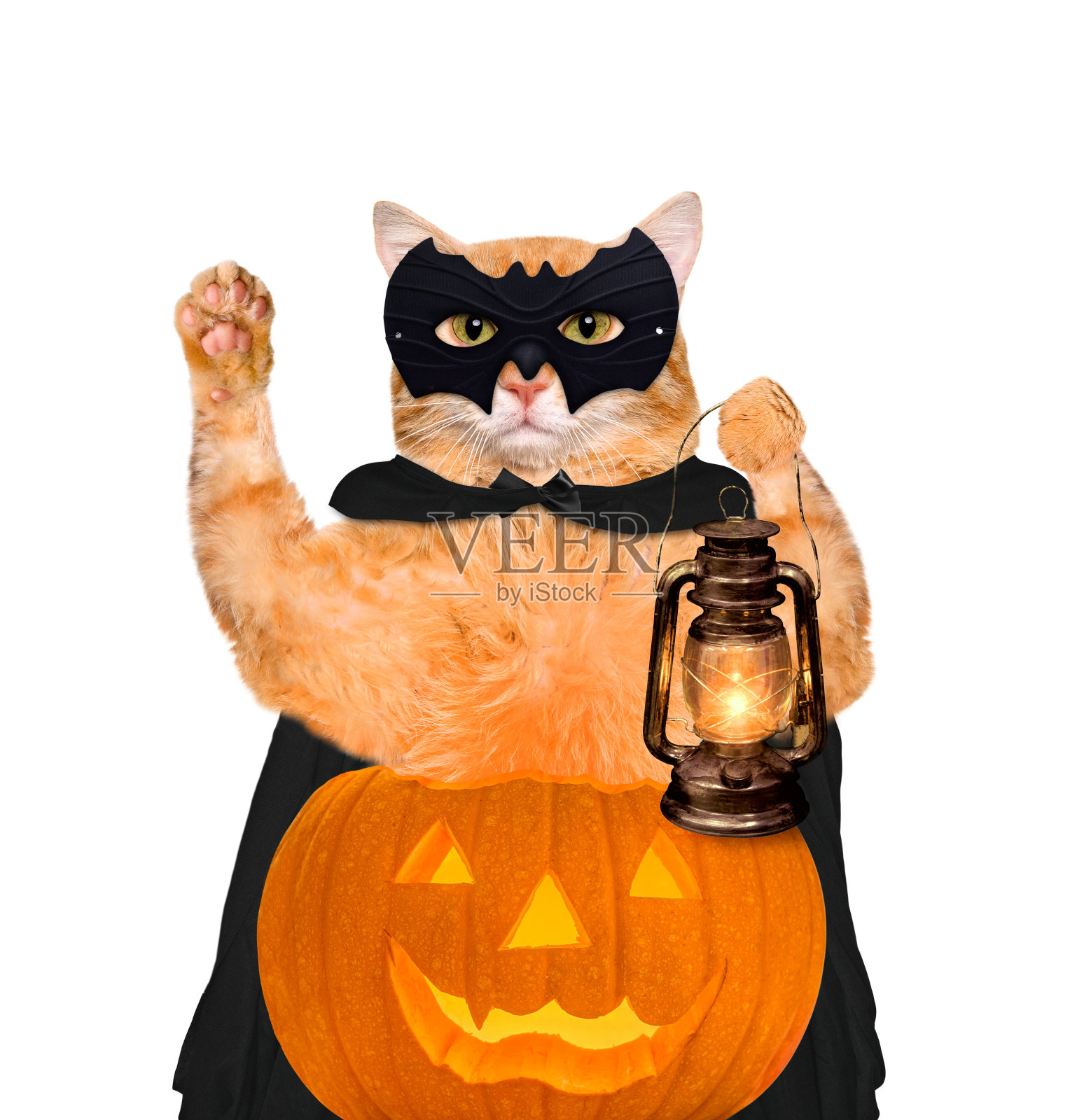 猫穿着万圣节服装和一个南瓜。照片摄影图片