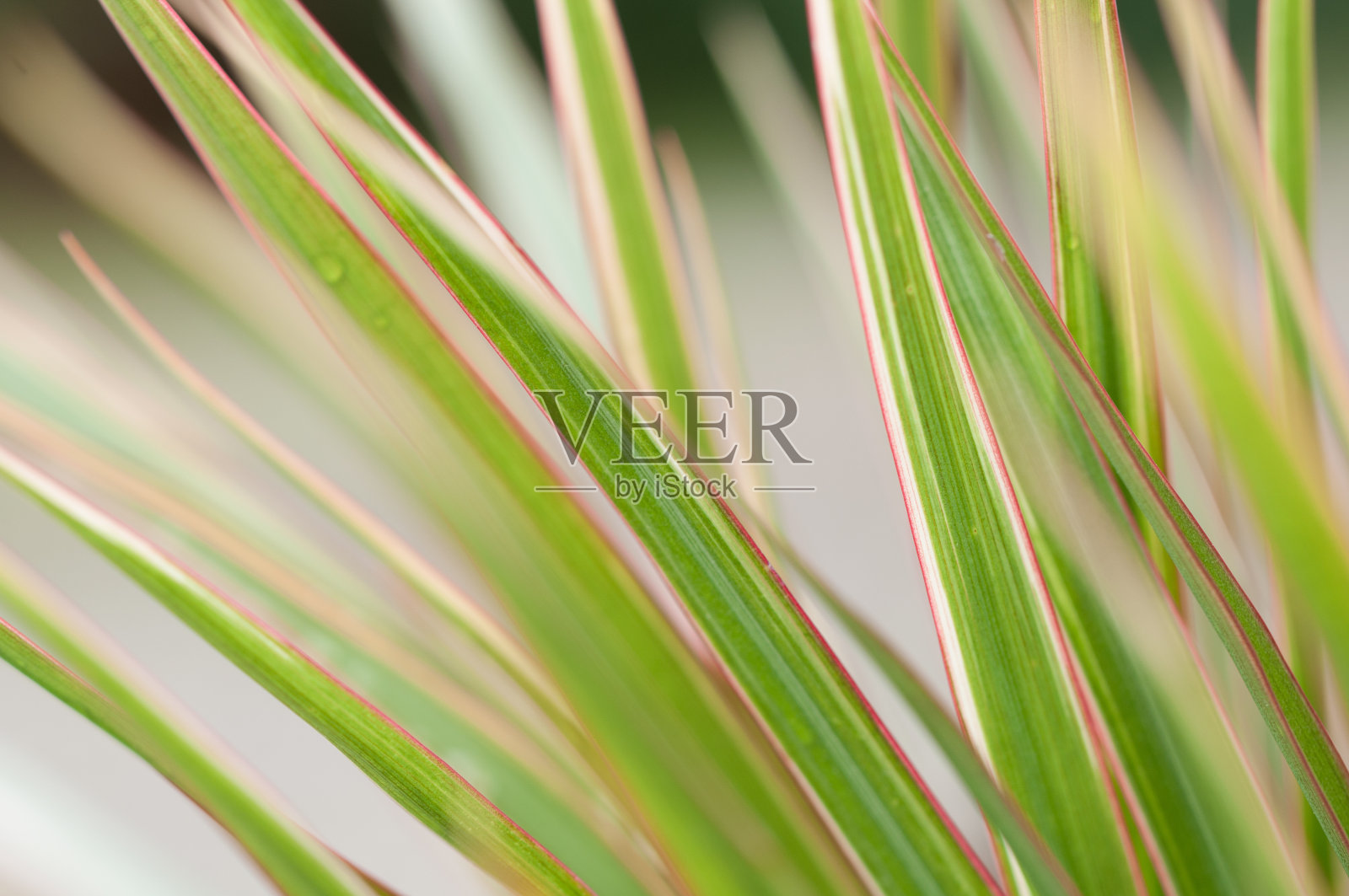 叶子照片摄影图片