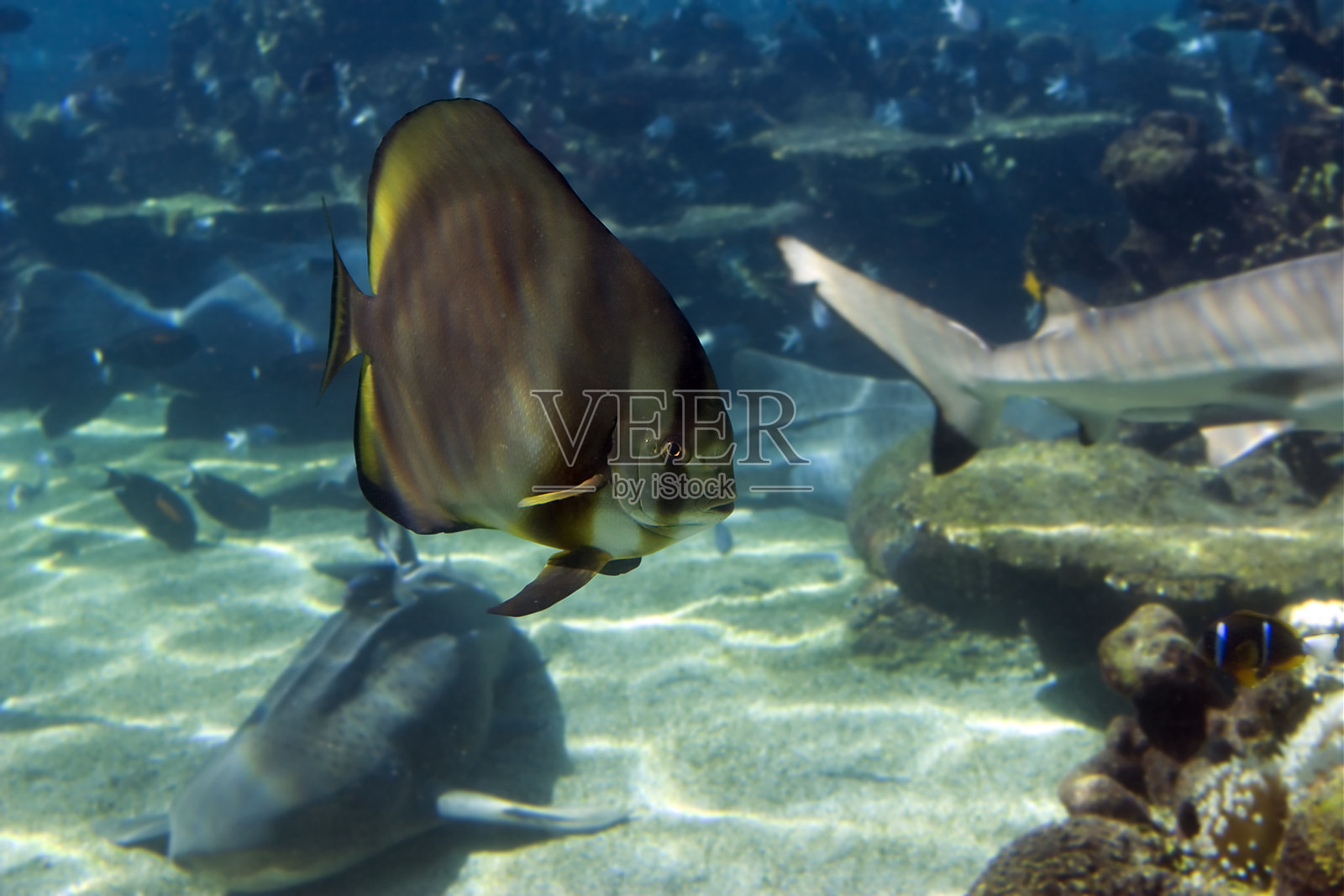 肖特芬巴特照片摄影图片