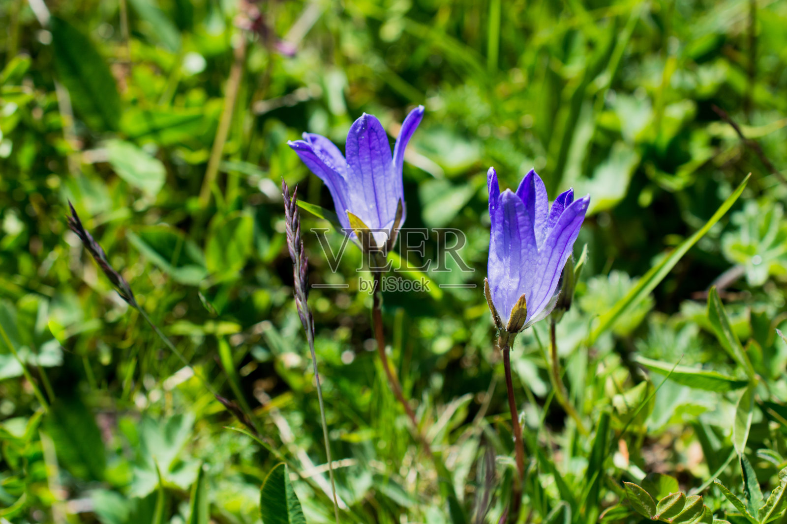 大自然中美丽的风铃花照片摄影图片