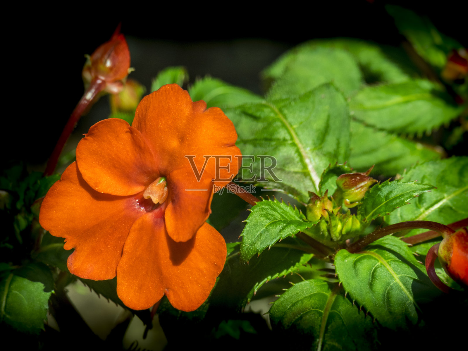 凤仙花盛开照片摄影图片