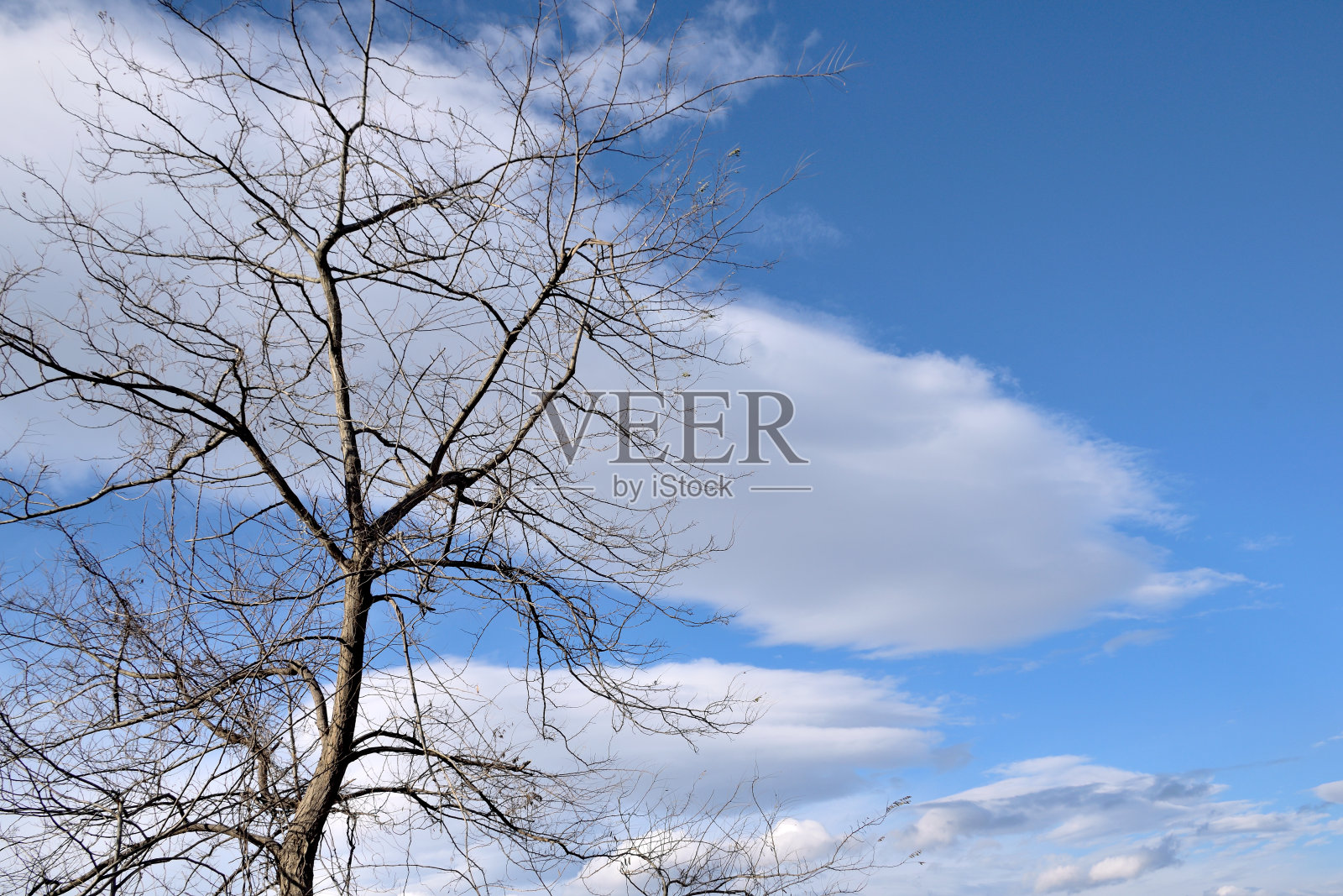 阳光下光秃秃的树照片摄影图片