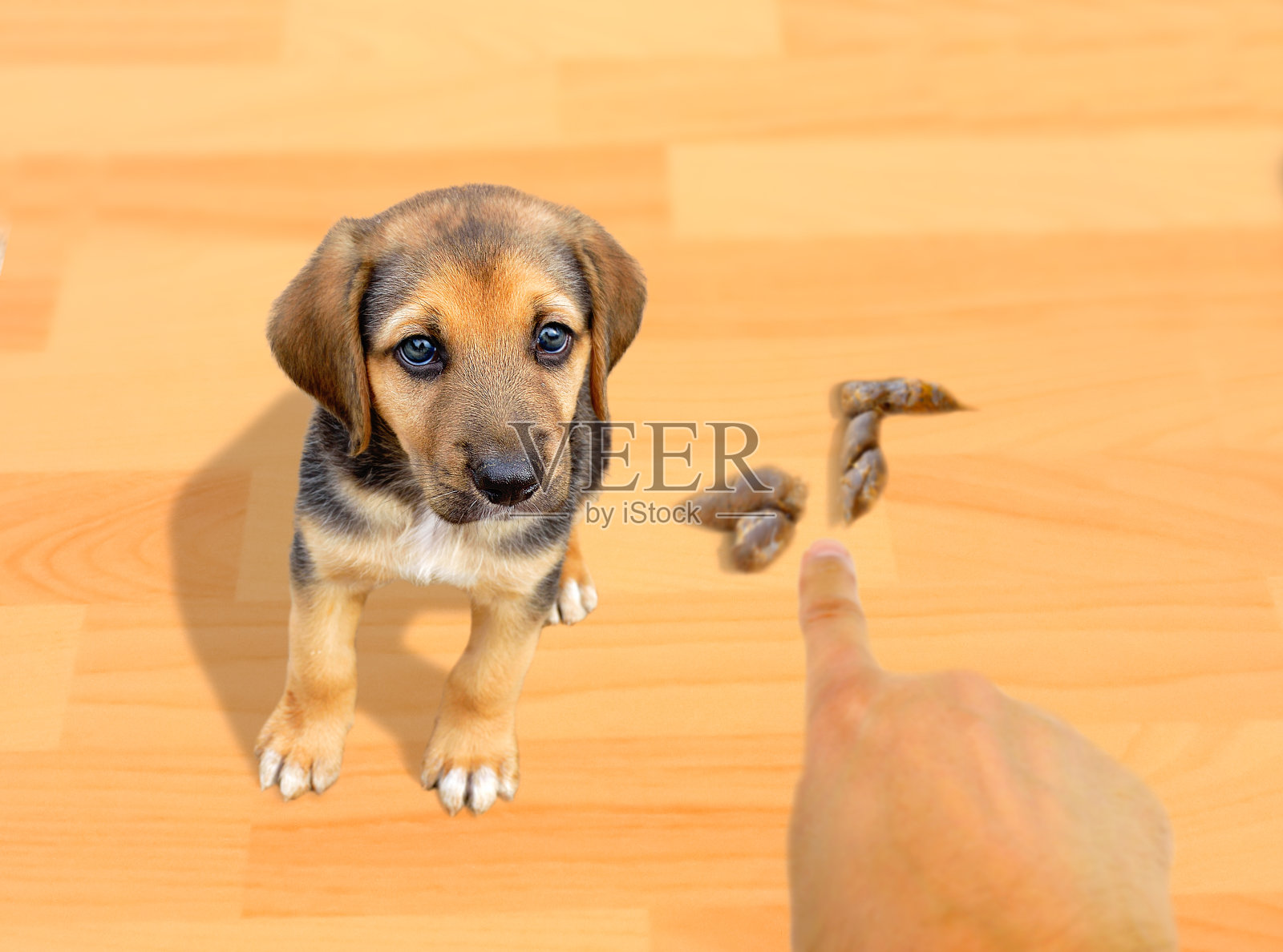 这可不行,坏狗狗照片摄影图片