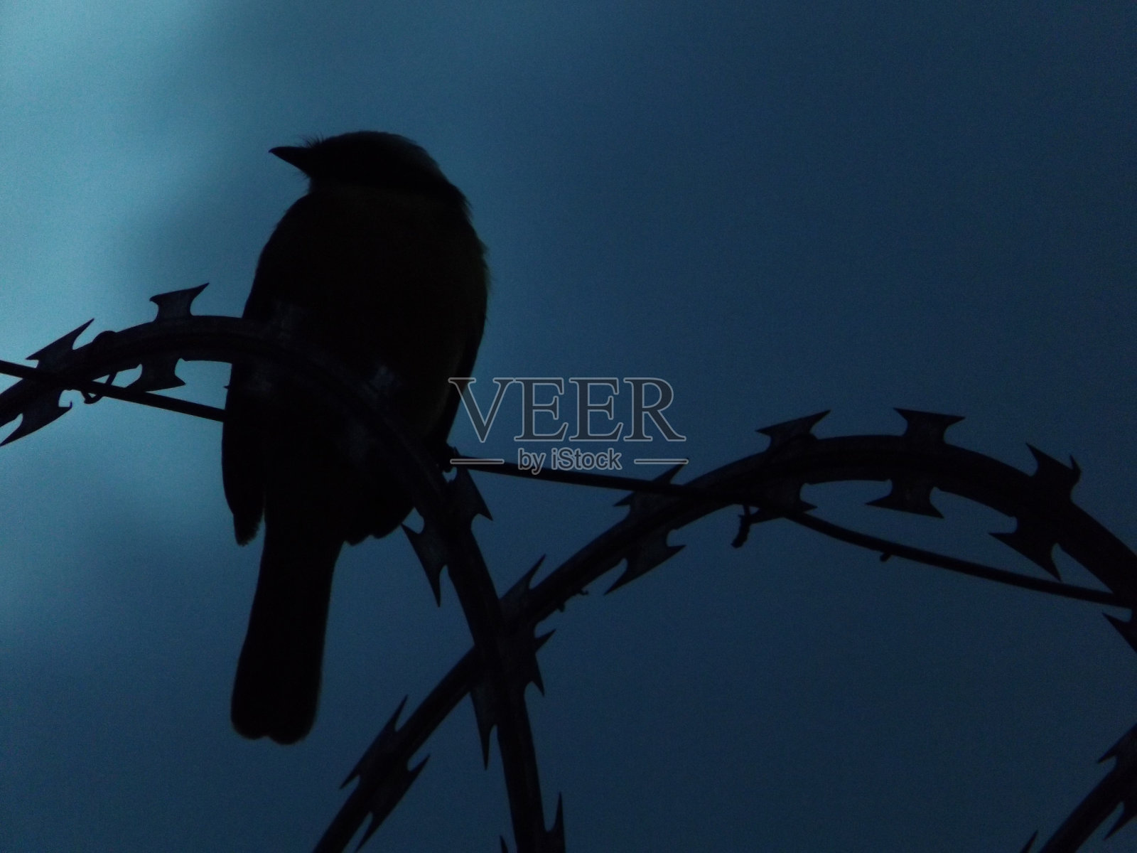 看地平线的小鸟照片摄影图片