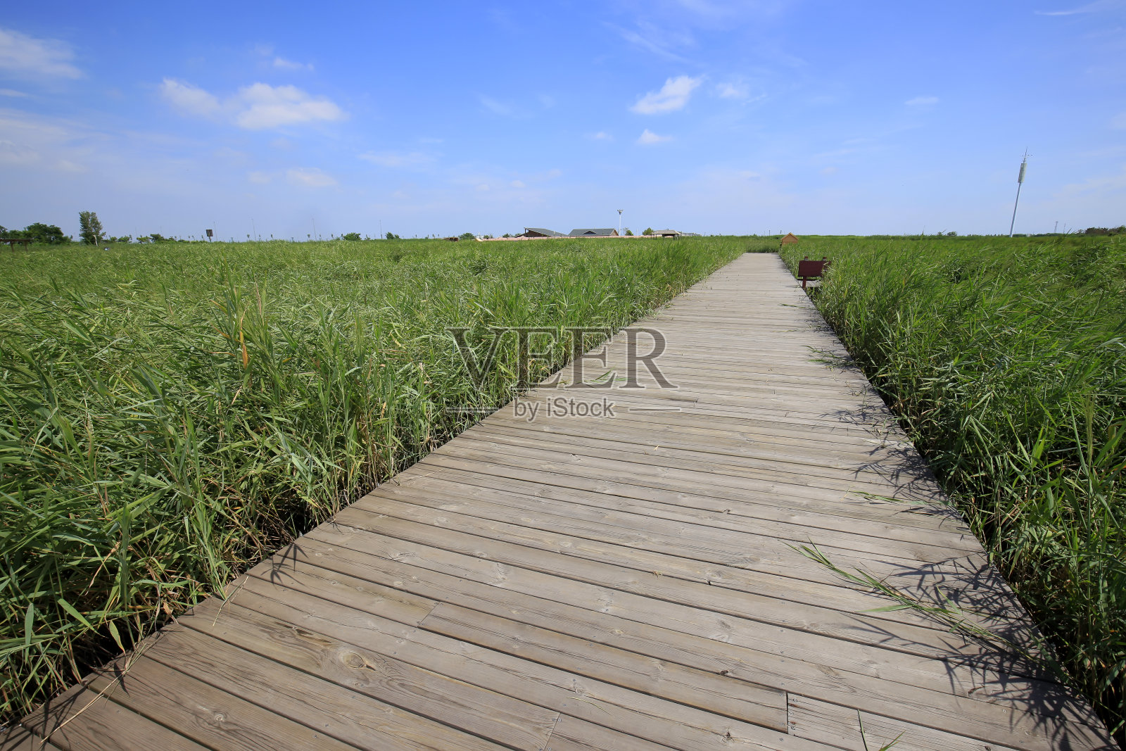 湿地景观照片摄影图片