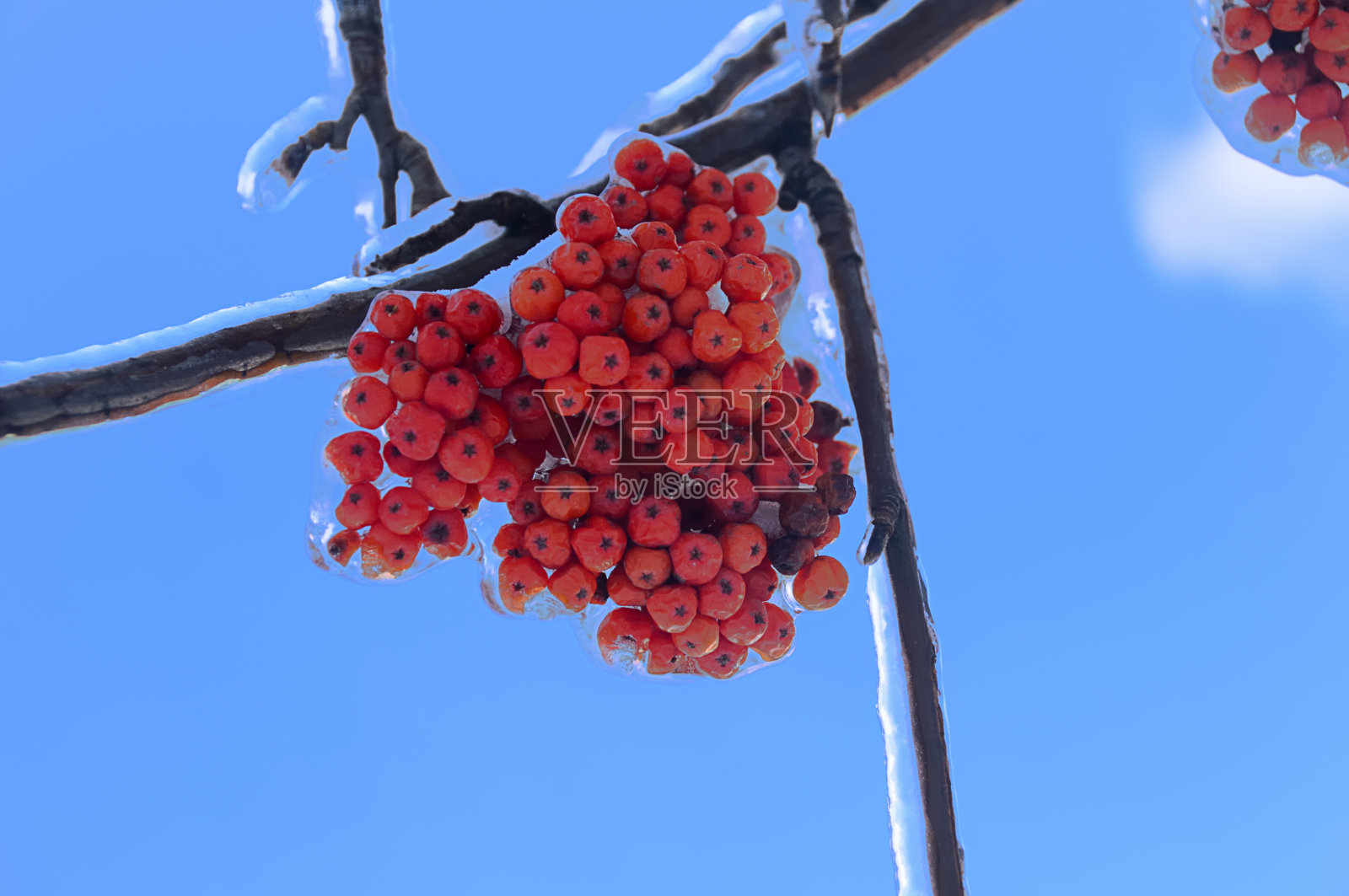 冰树照片摄影图片