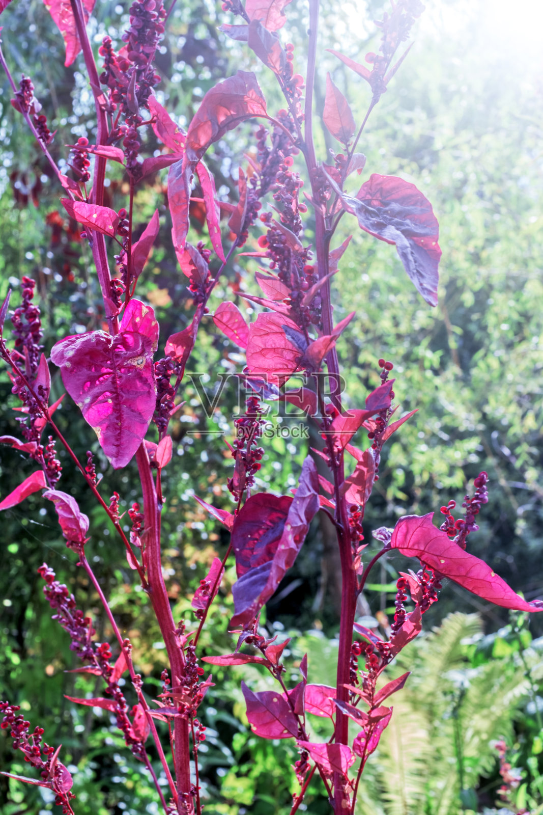 花园里的紫色植物照片摄影图片