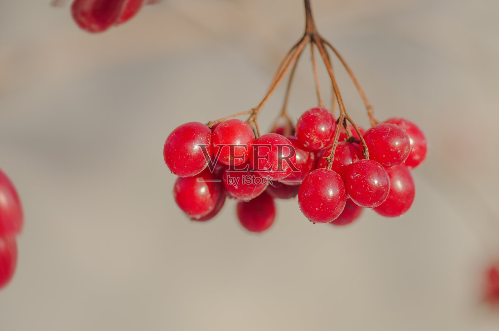花园里的红色荚蒾照片摄影图片