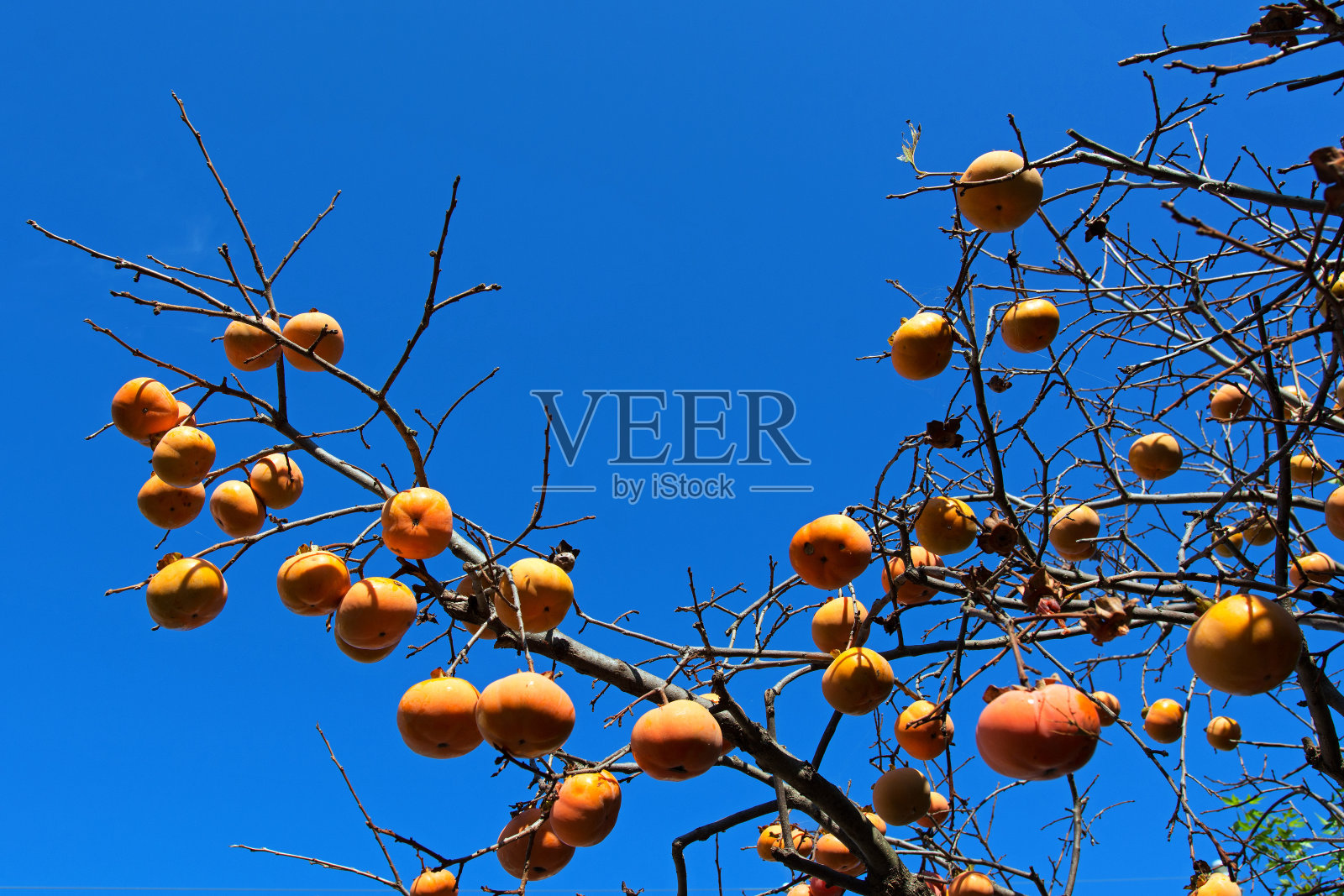 柿子照片摄影图片