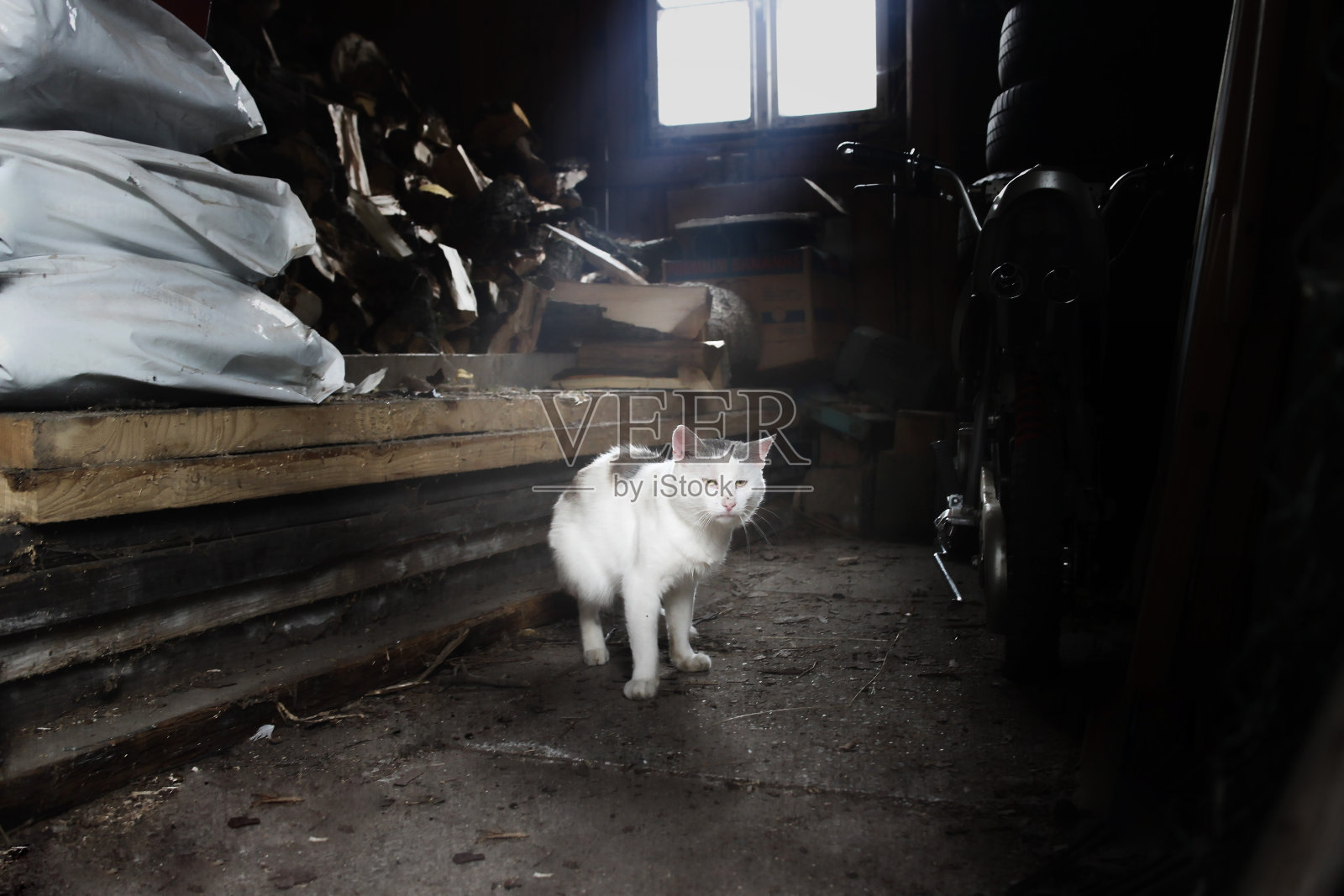白猫躲在地窖里照片摄影图片