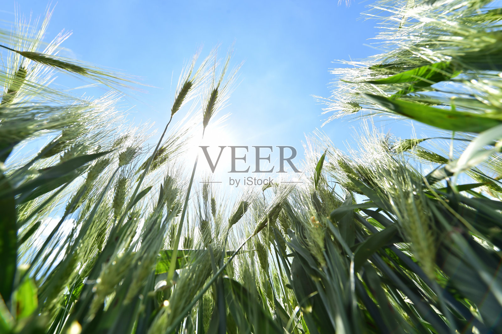 麦田照片摄影图片