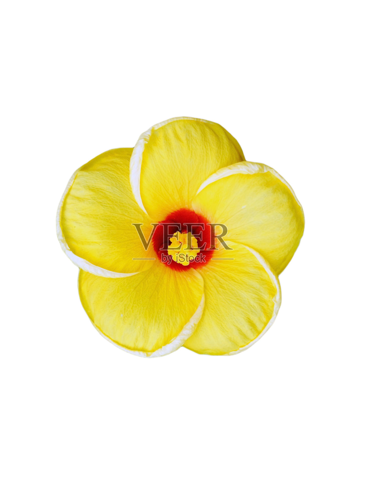 黄色的木槿花孤立在白色背景上照片摄影图片