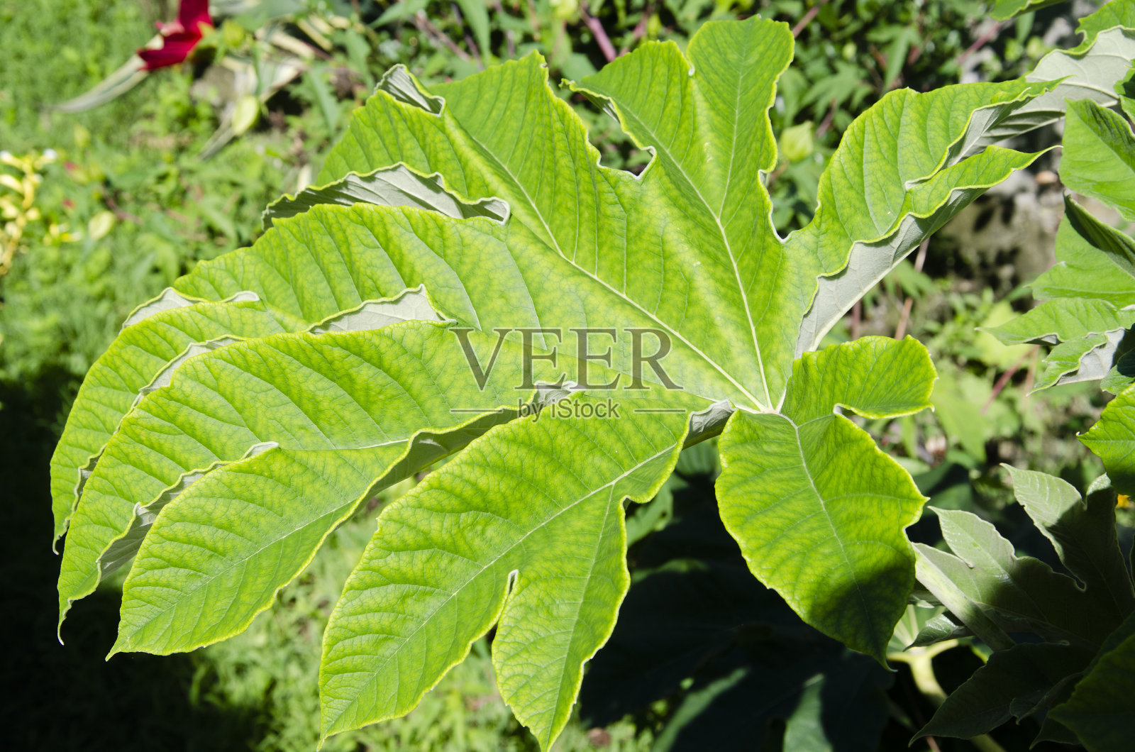 蓖麻叶照片摄影图片