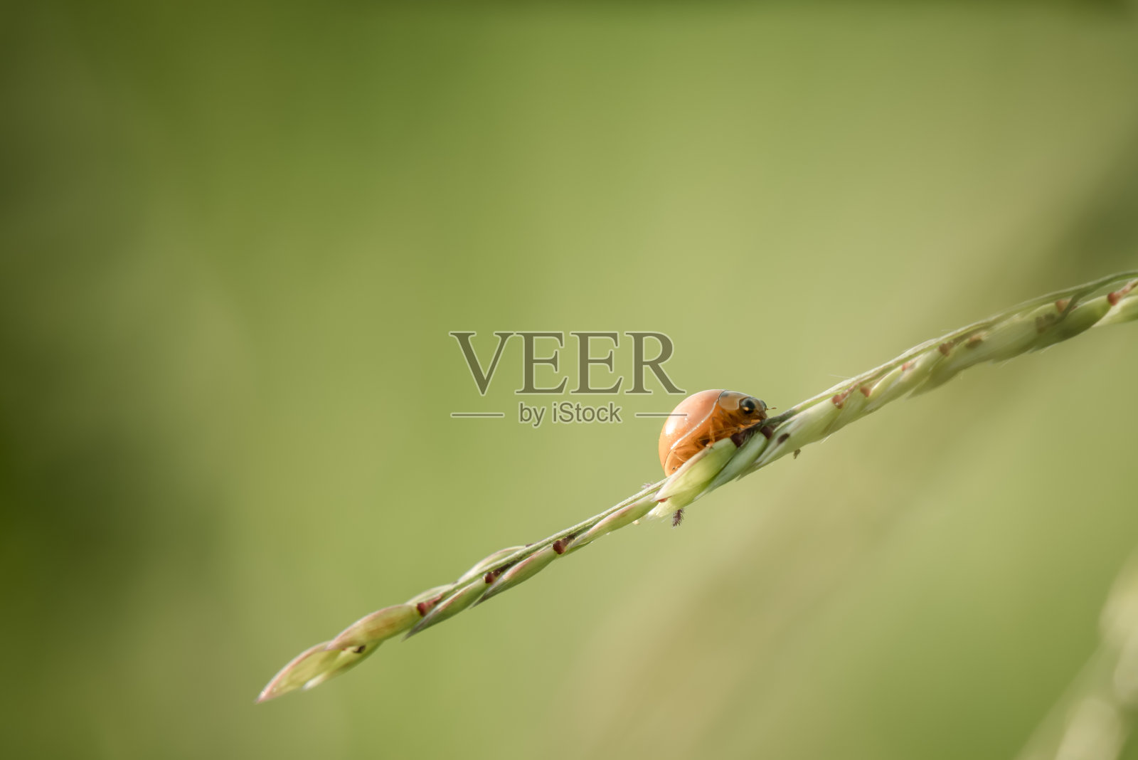 瓢虫的特写照片摄影图片