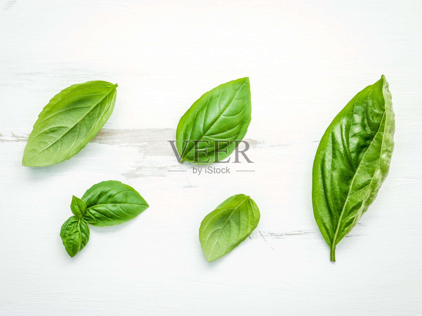 新鲜甜美的绿色罗勒叶在白色破旧的木制背景上照片摄影图片