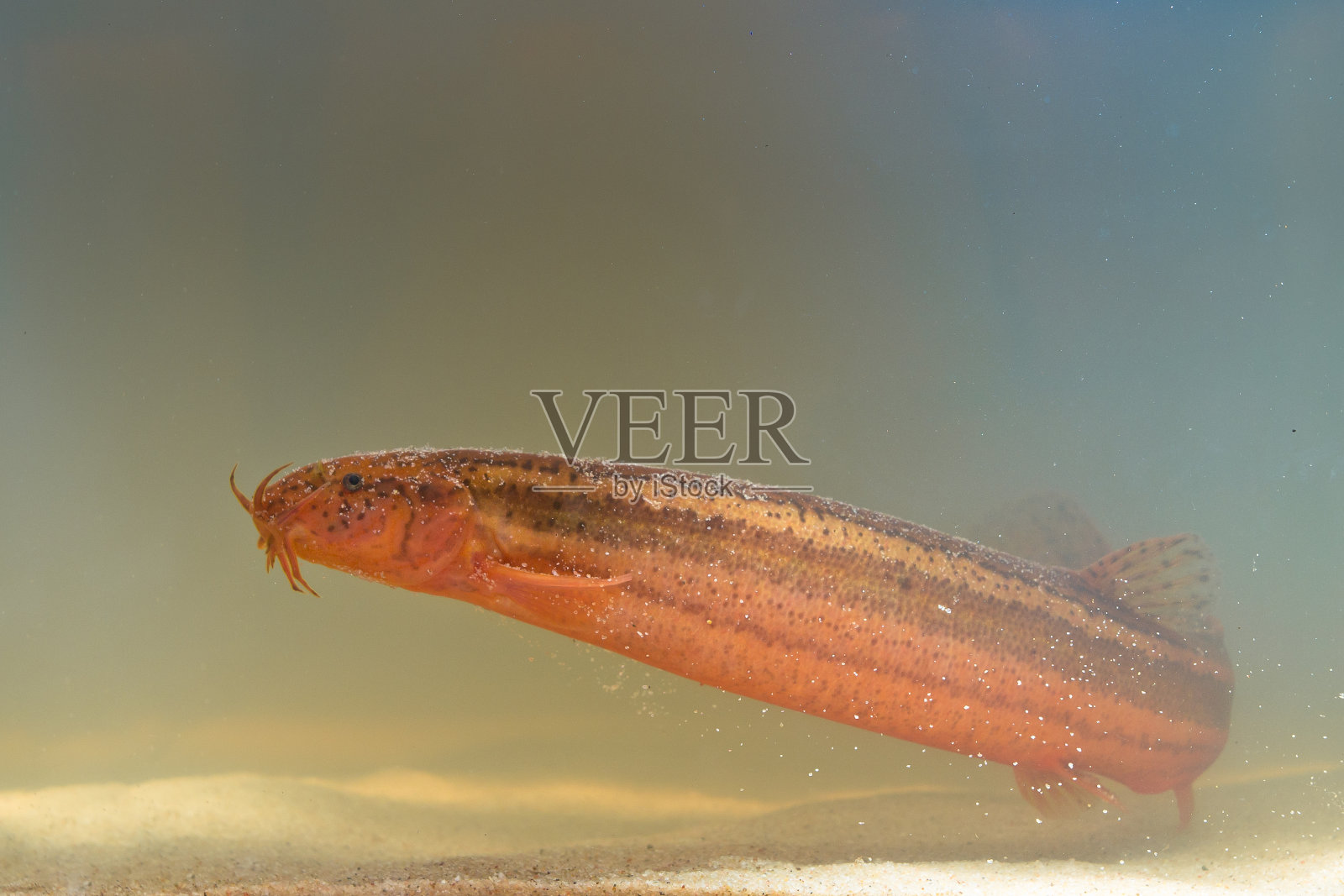 欧洲天气泥鳅侧视图照片摄影图片