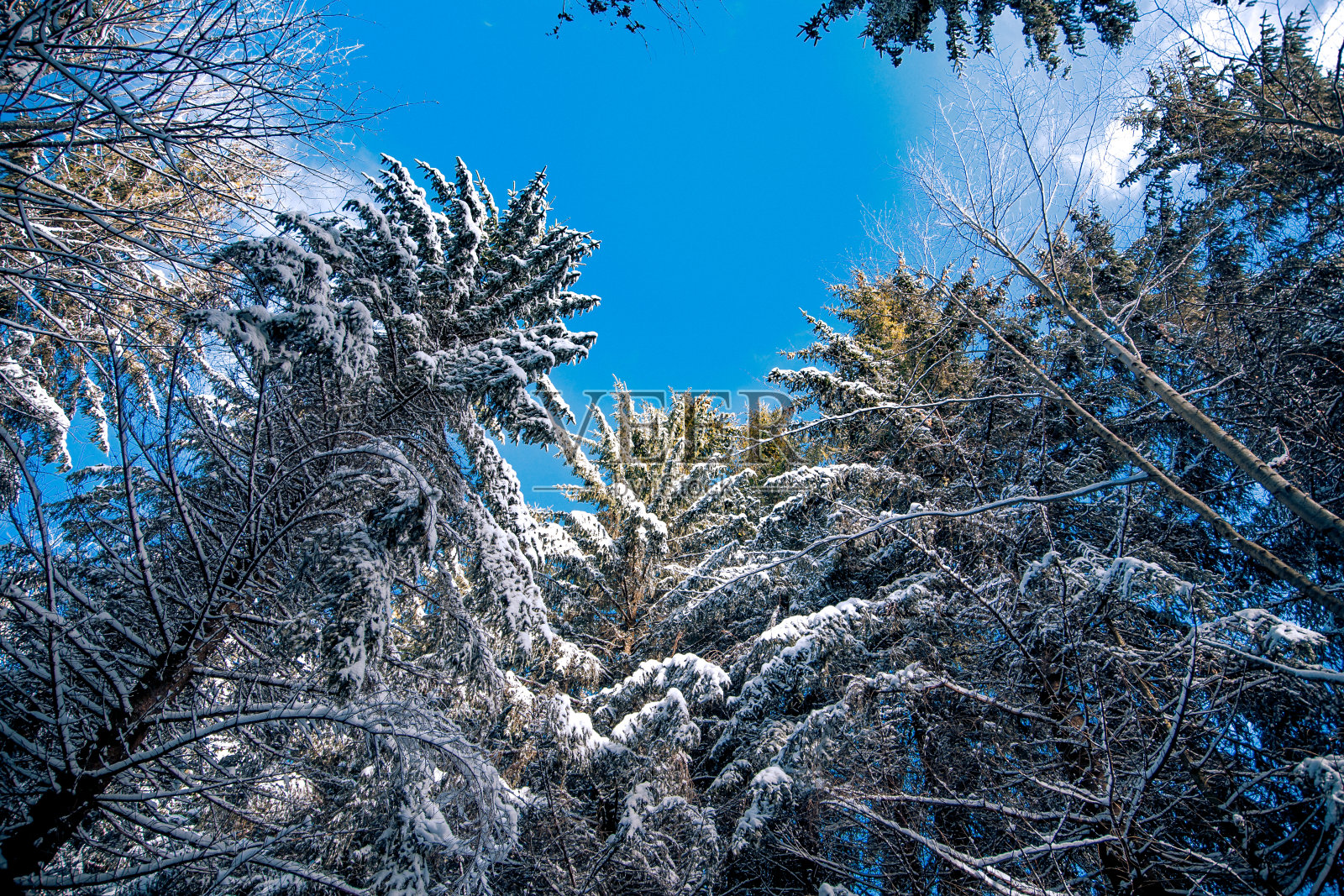 针叶林背景,雪的纹理照片摄影图片