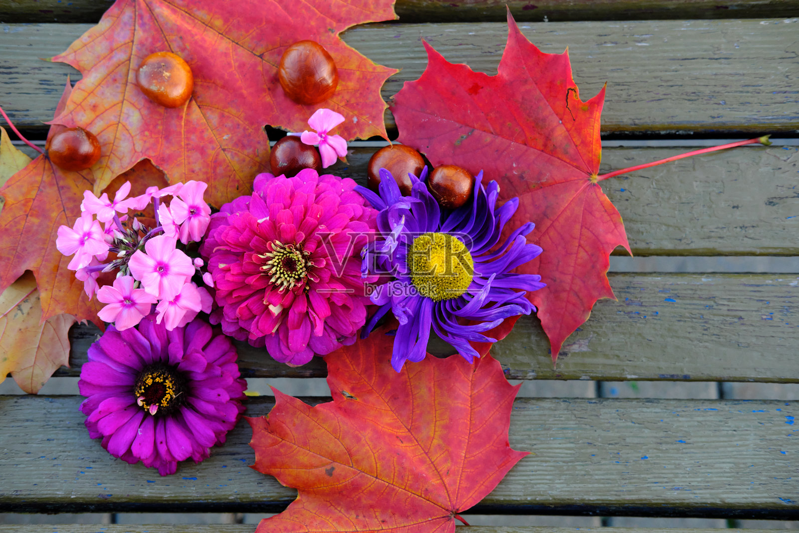 五颜六色的鲜花集合照片摄影图片