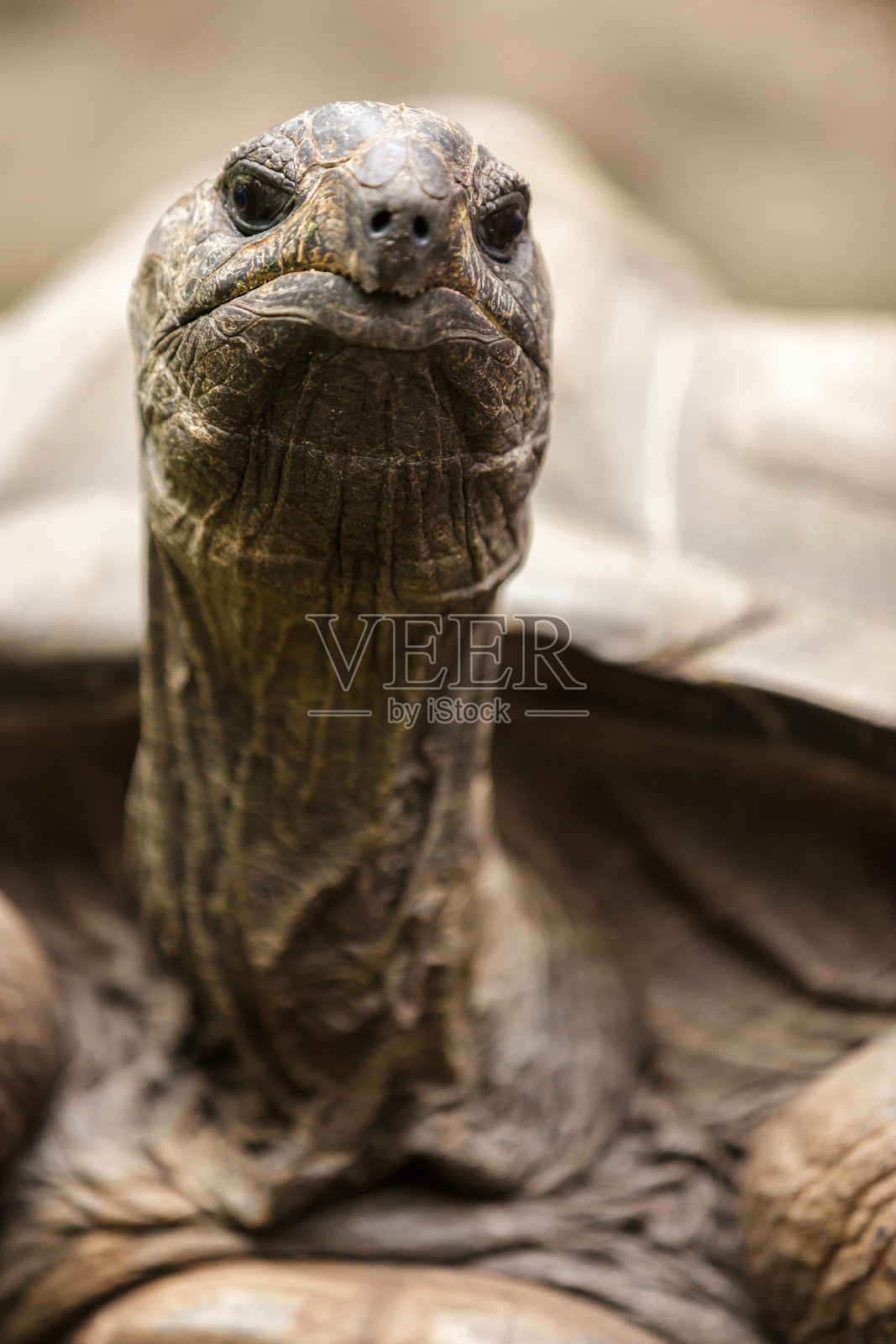 非洲龟肖像照片摄影图片