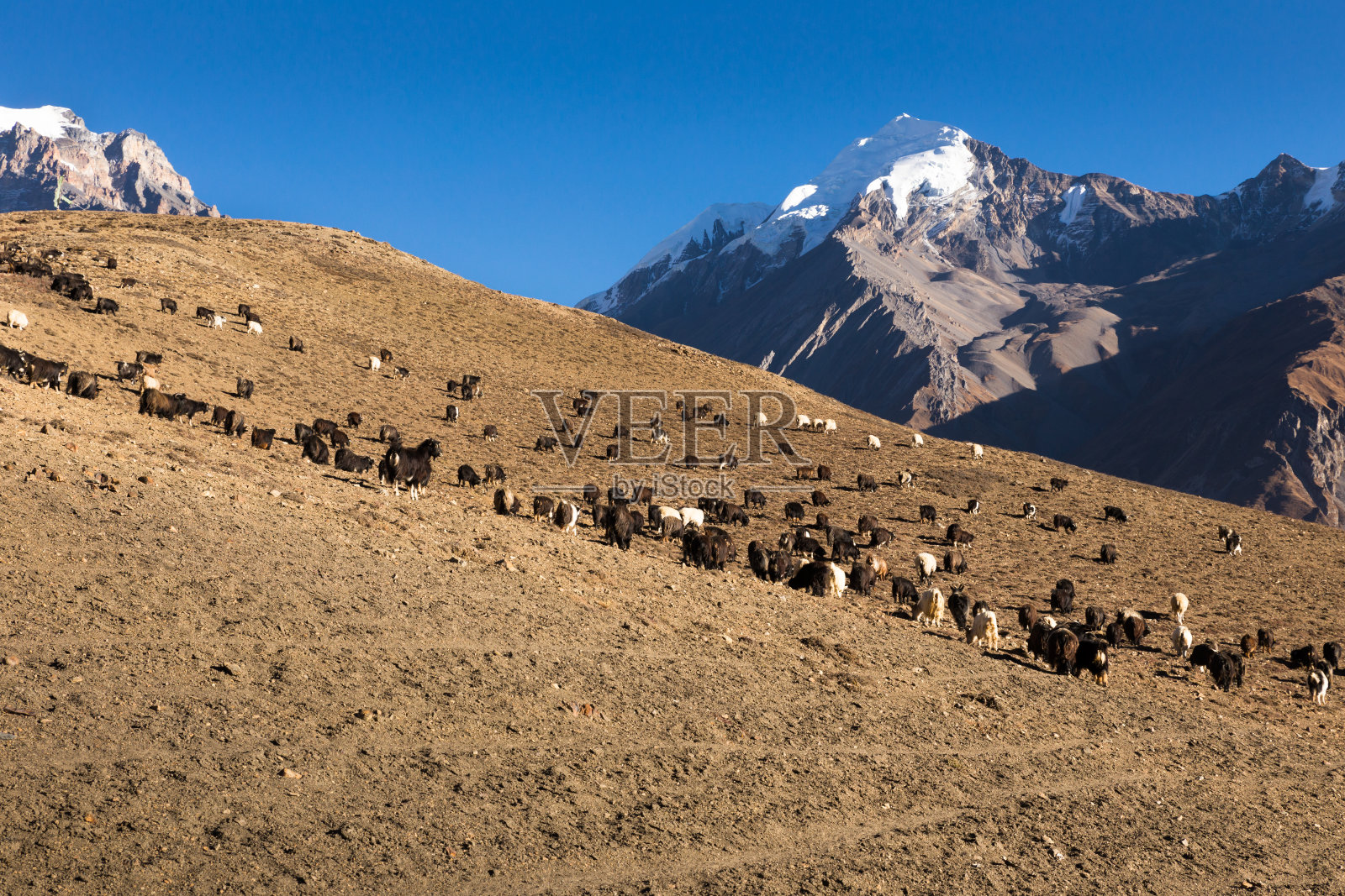 一群在尼泊尔喜马拉雅山上吃草的山羊照片摄影图片