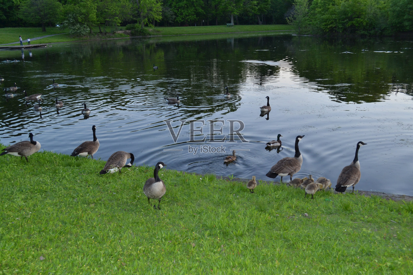 克利夫兰自然照片摄影图片