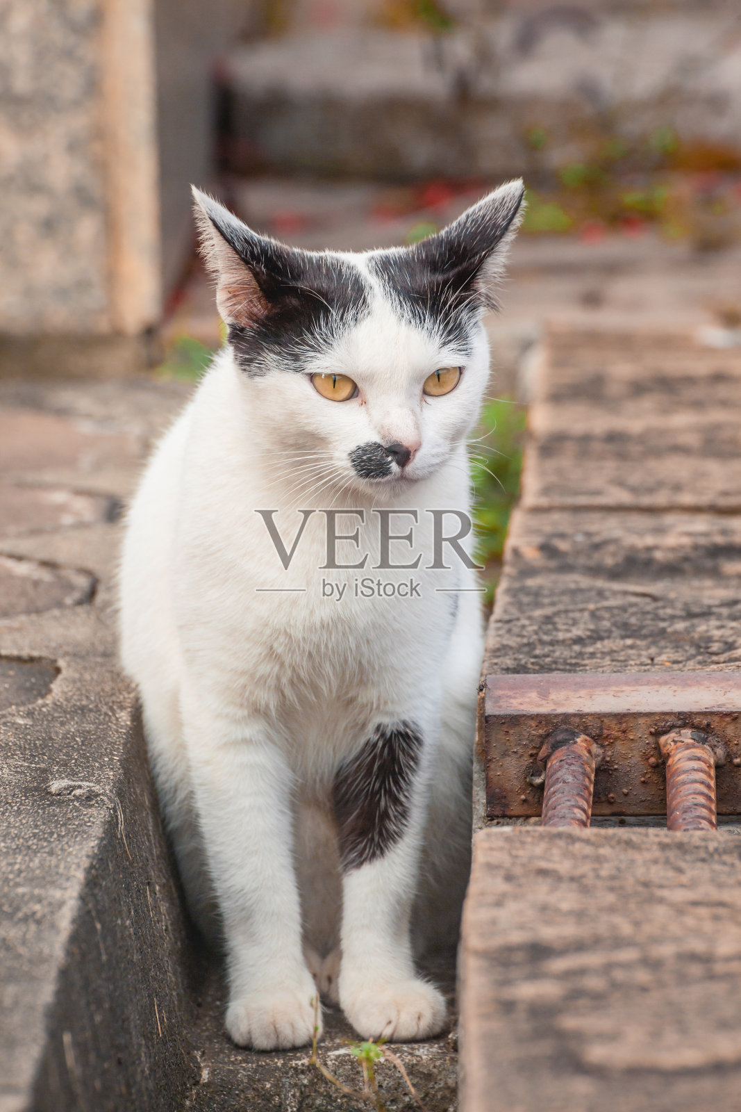 可爱的猫照片摄影图片