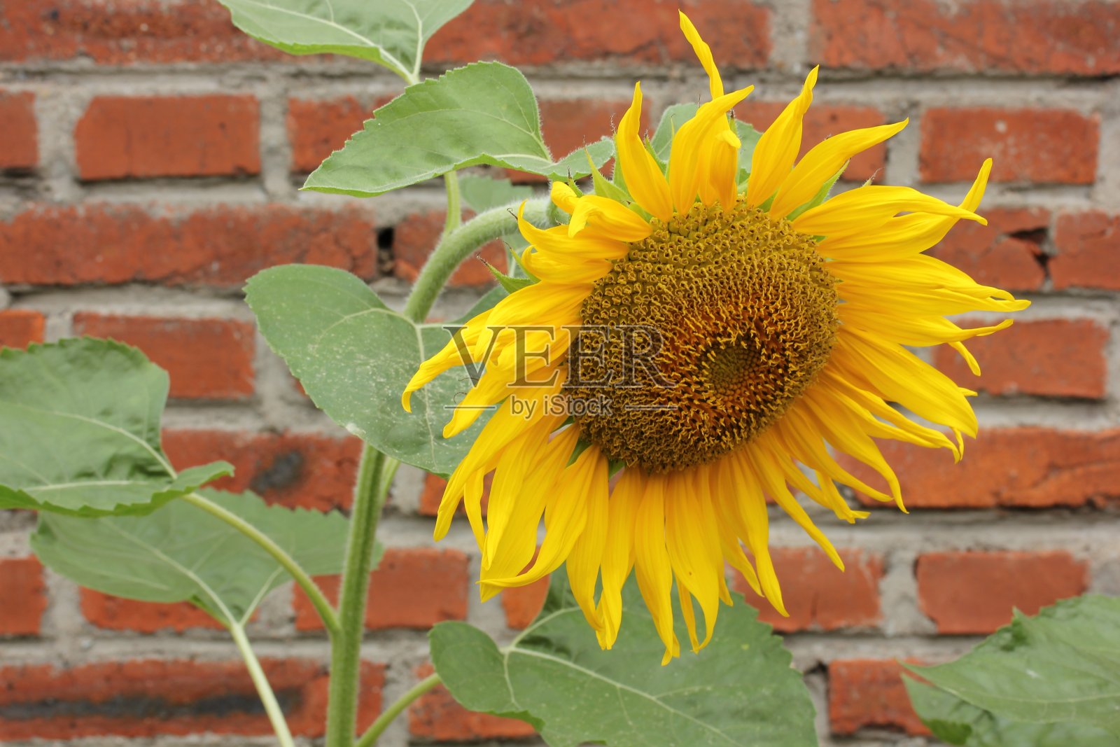 向日葵照片摄影图片