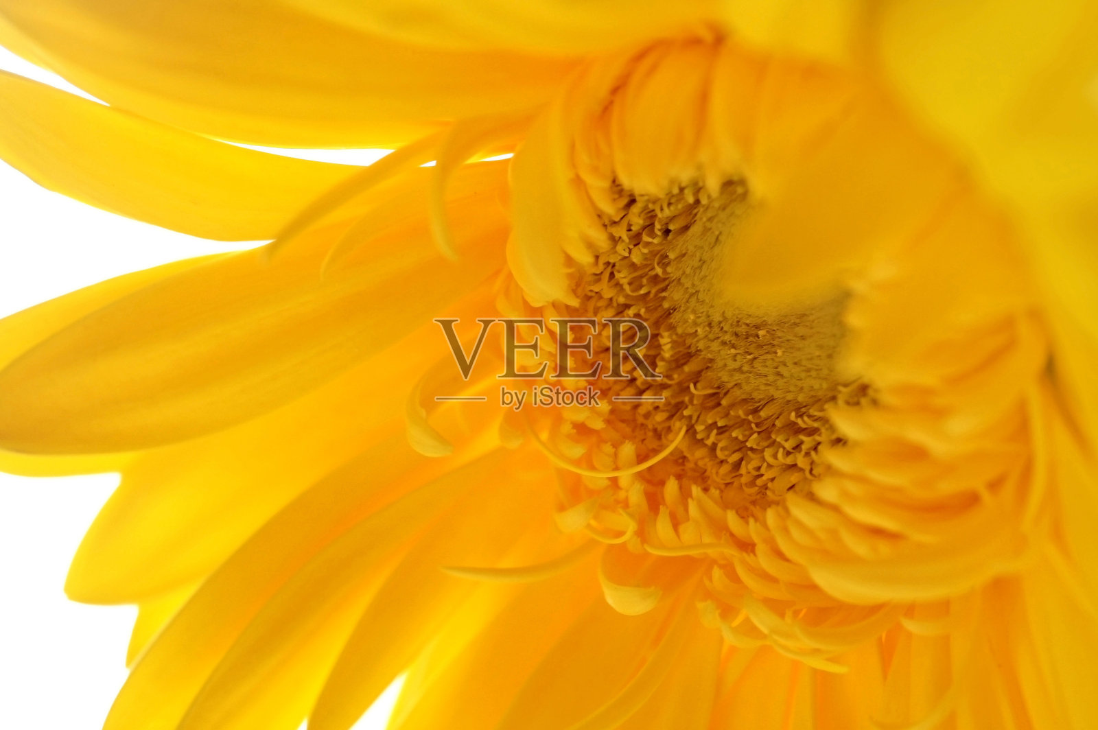 黄色戈贝尔花照片摄影图片