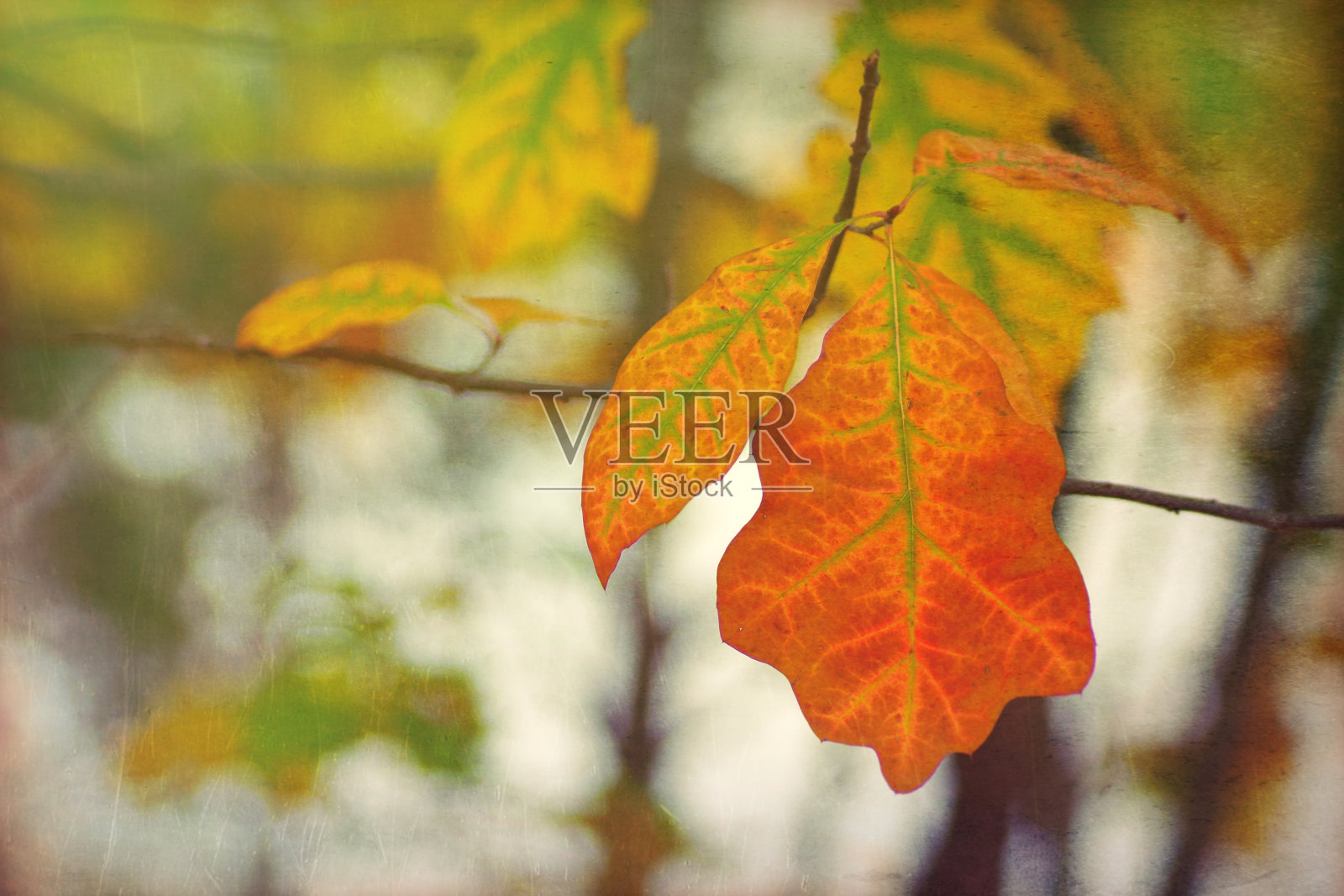 秋天的树叶,纹理粗犷的背景照片摄影图片