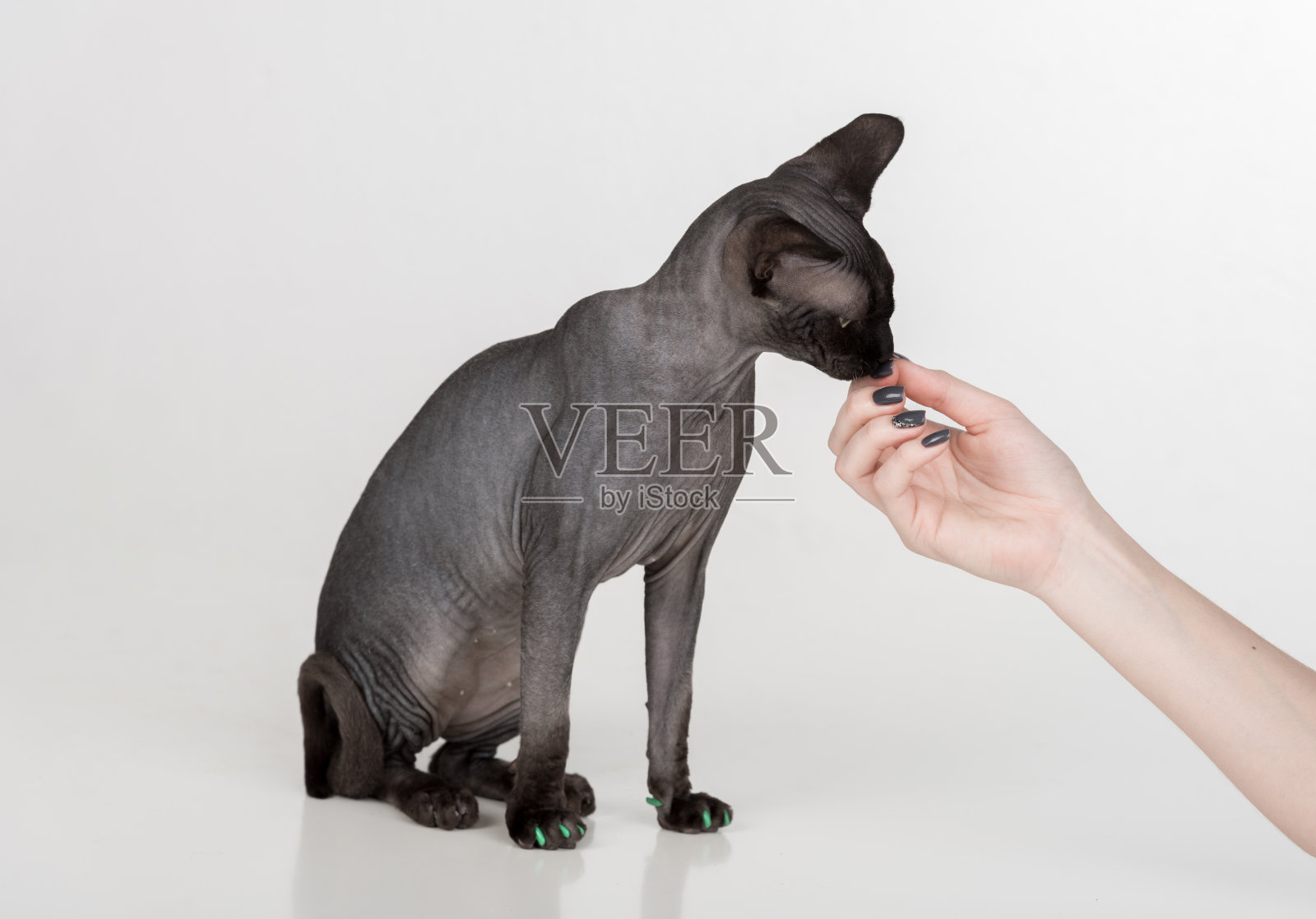 斯芬克斯猫在白色背景照片摄影图片