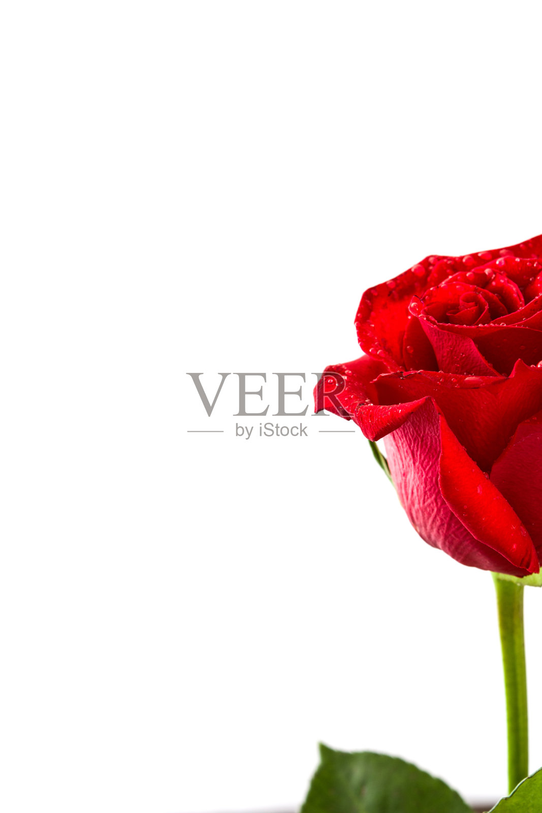 红玫瑰照片摄影图片