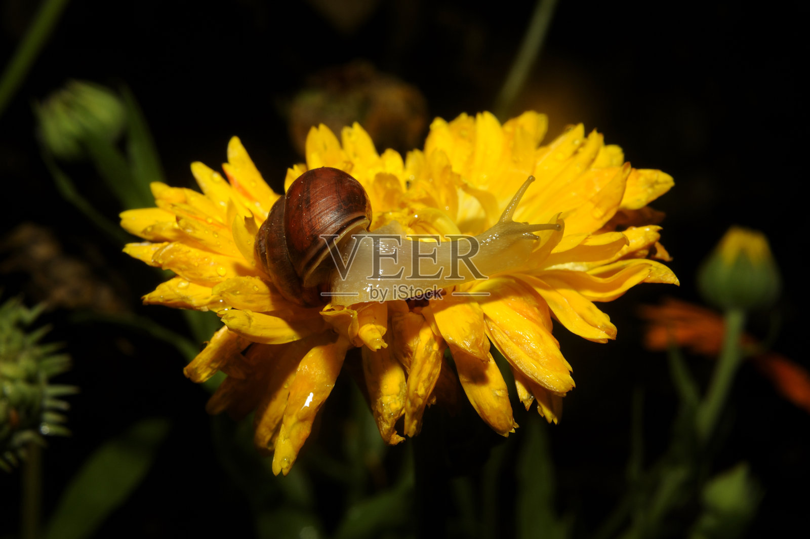 蜗牛靠近花向前移动照片摄影图片