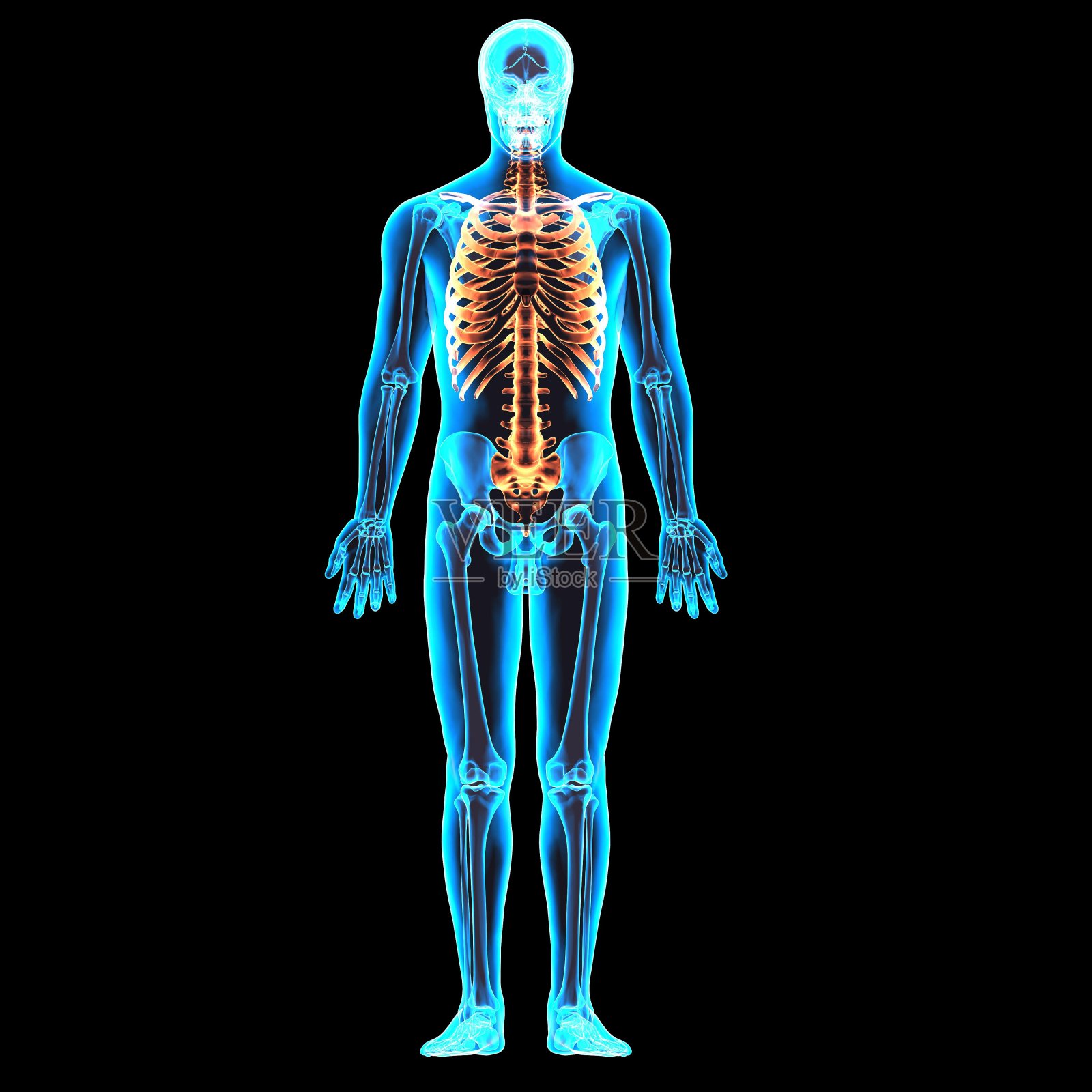 男性骨骼解剖照片摄影图片