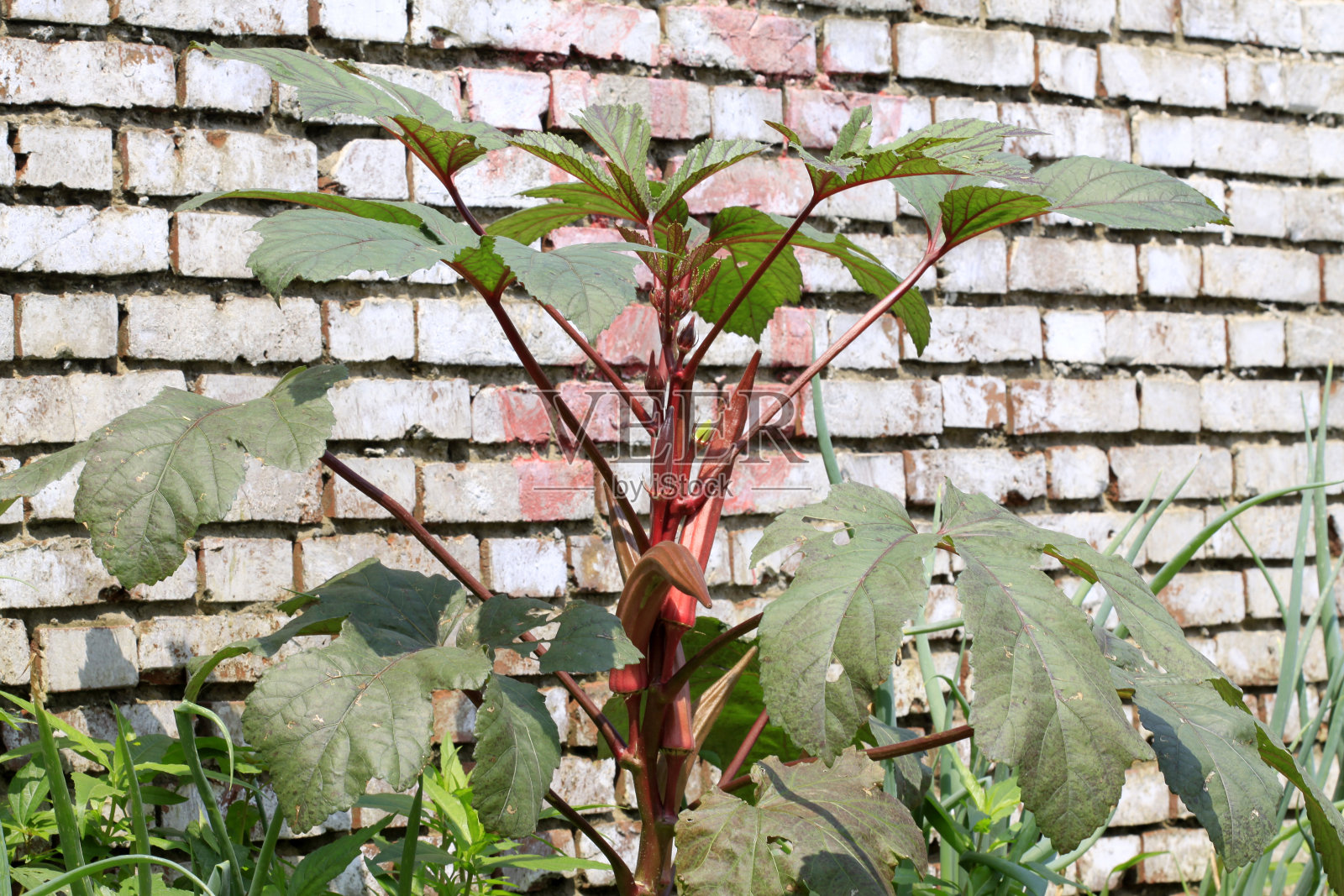 中国北方,花园中的绿色植物和围墙照片摄影图片