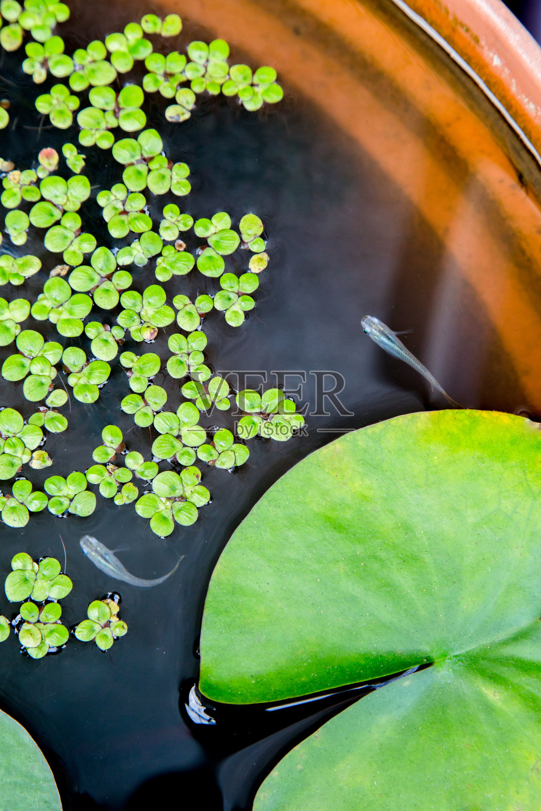 睡莲照片摄影图片