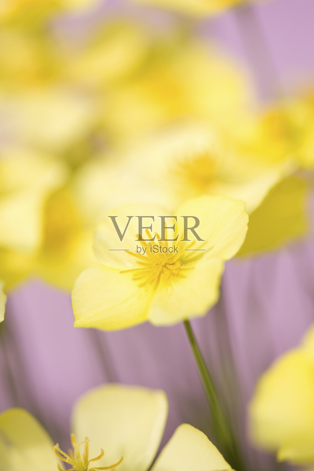 加州金罂粟照片摄影图片